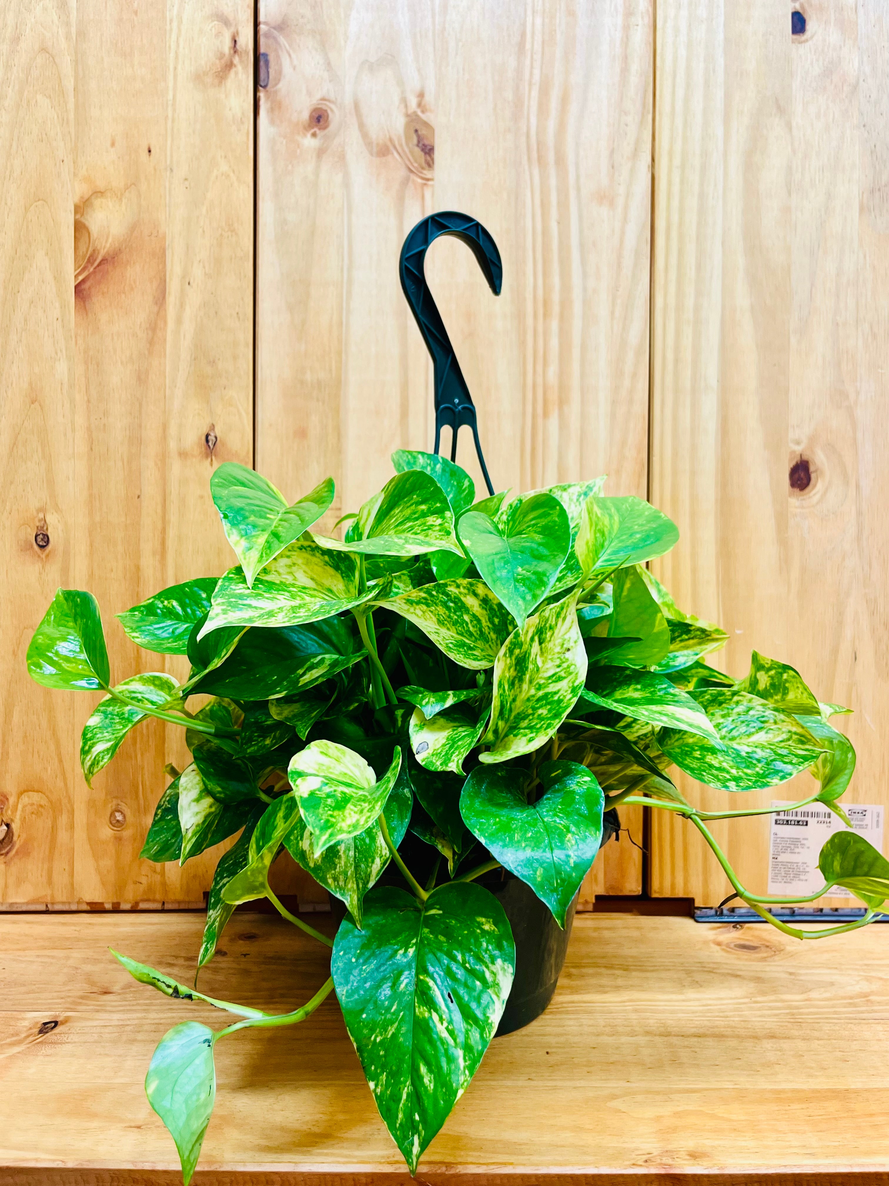 Hanging Baskets – Houseplants New York LLC | Live Lucky Bamboo ...