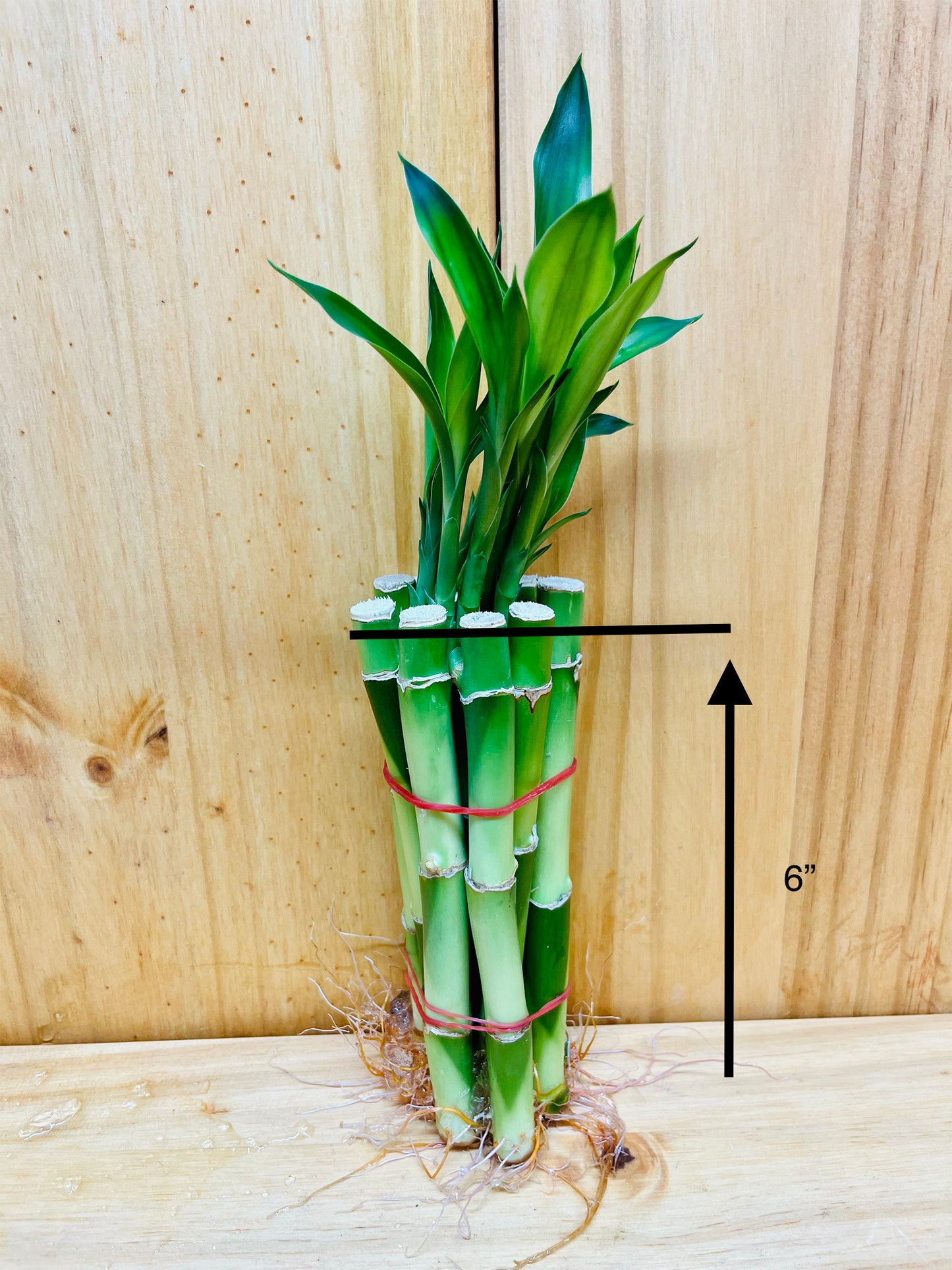 Live Lucky Bamboo 6” Plants