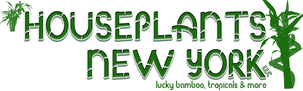 Houseplants New York LLC | Live Lucky Bamboo & Houseplants logo
