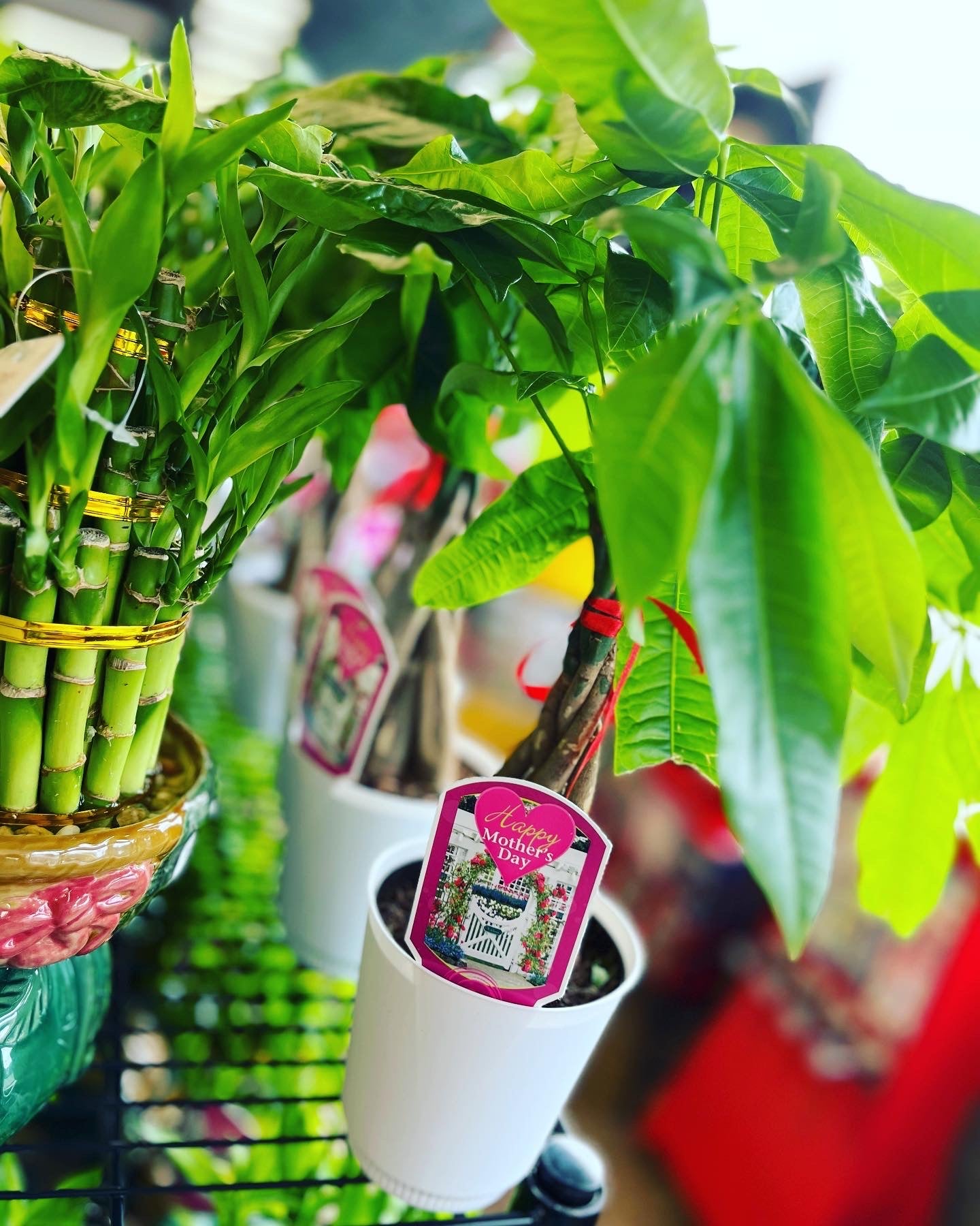 Money Tree 4" incluye maceta con cubierta blanca