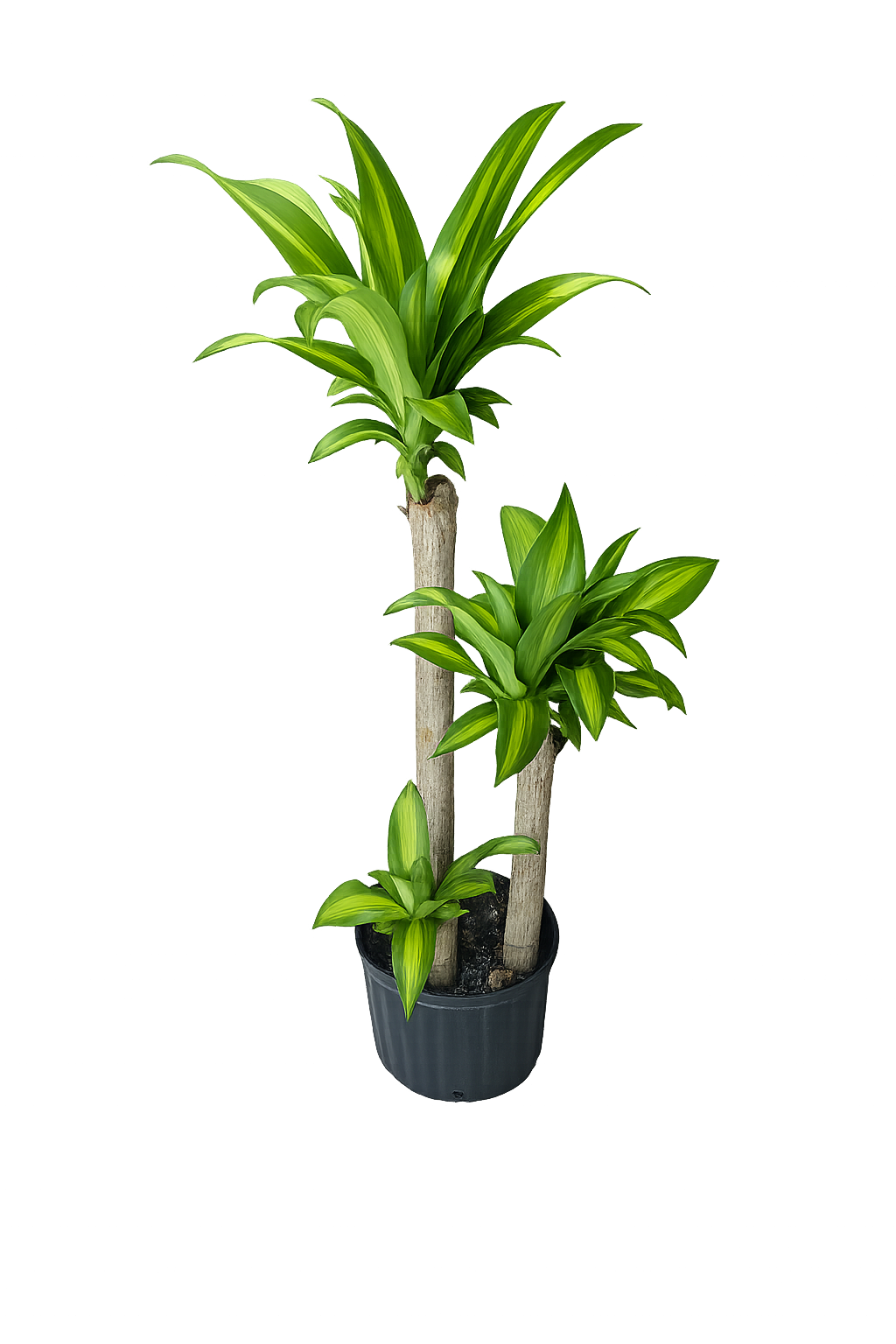 Dracaena Corn Plant – Triple Stalk