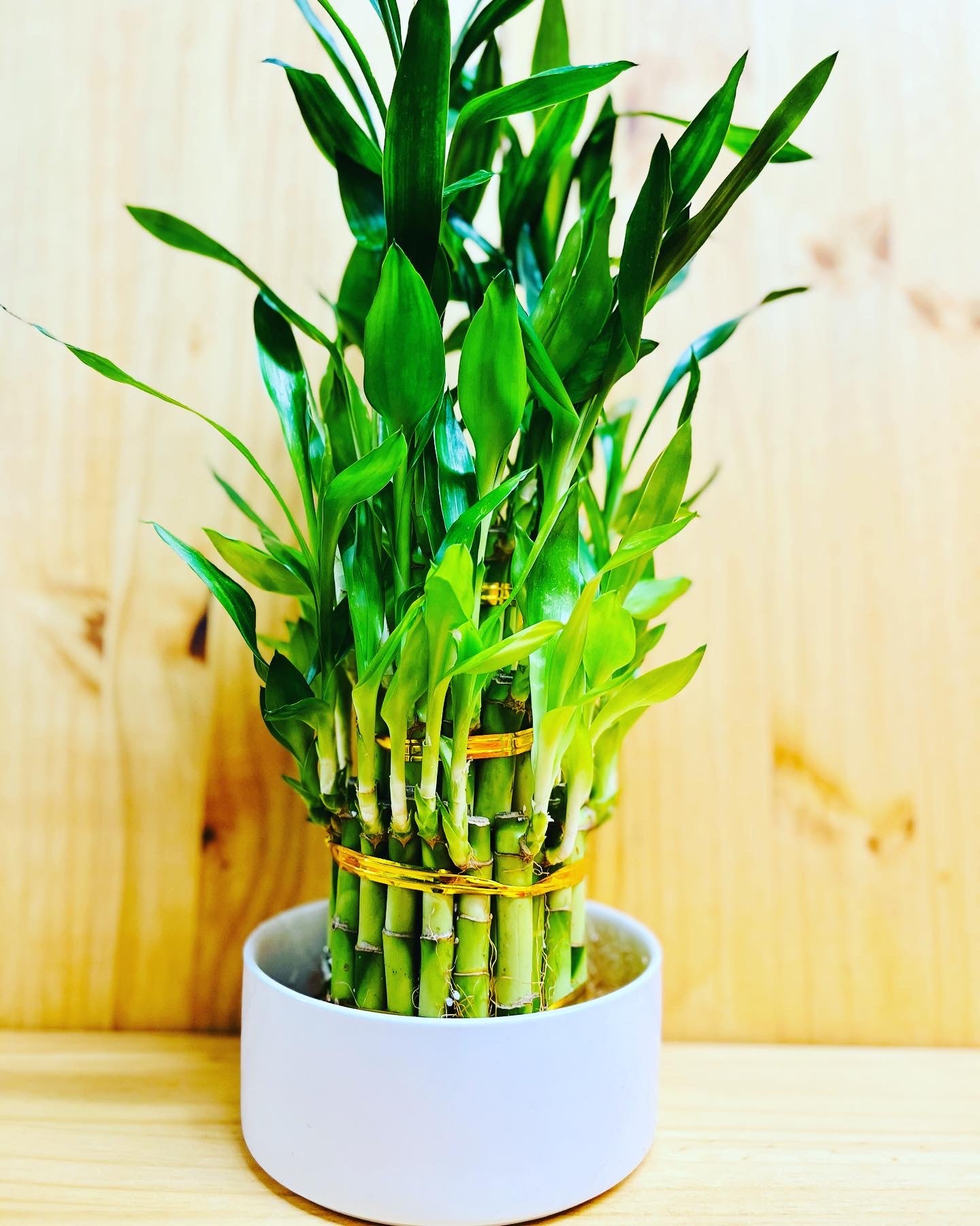 Lucky Bamboo Three Tier in Ceramic Vase