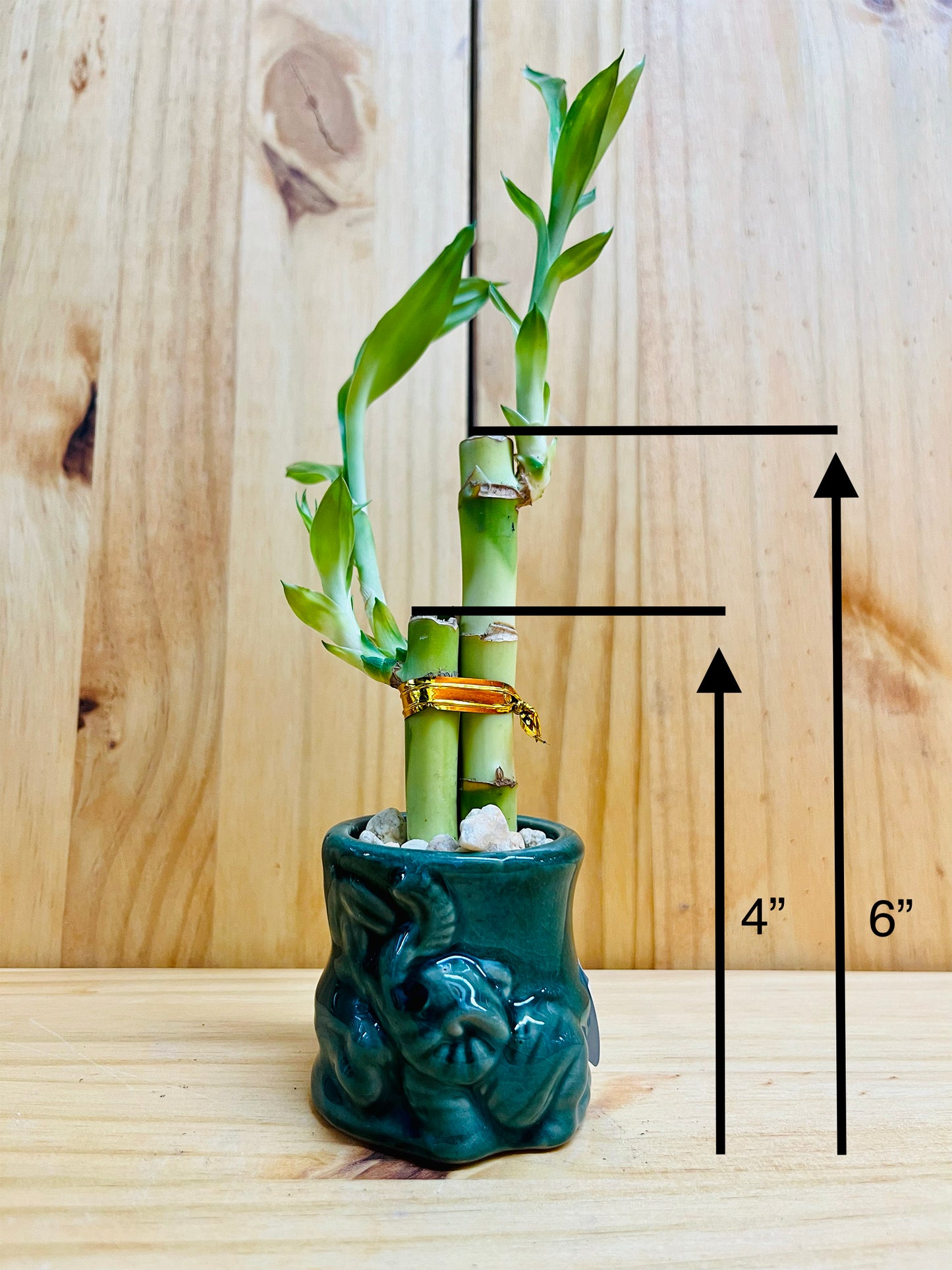 Lucky Bamboo 4”4”6” en jarrón de cerámica
