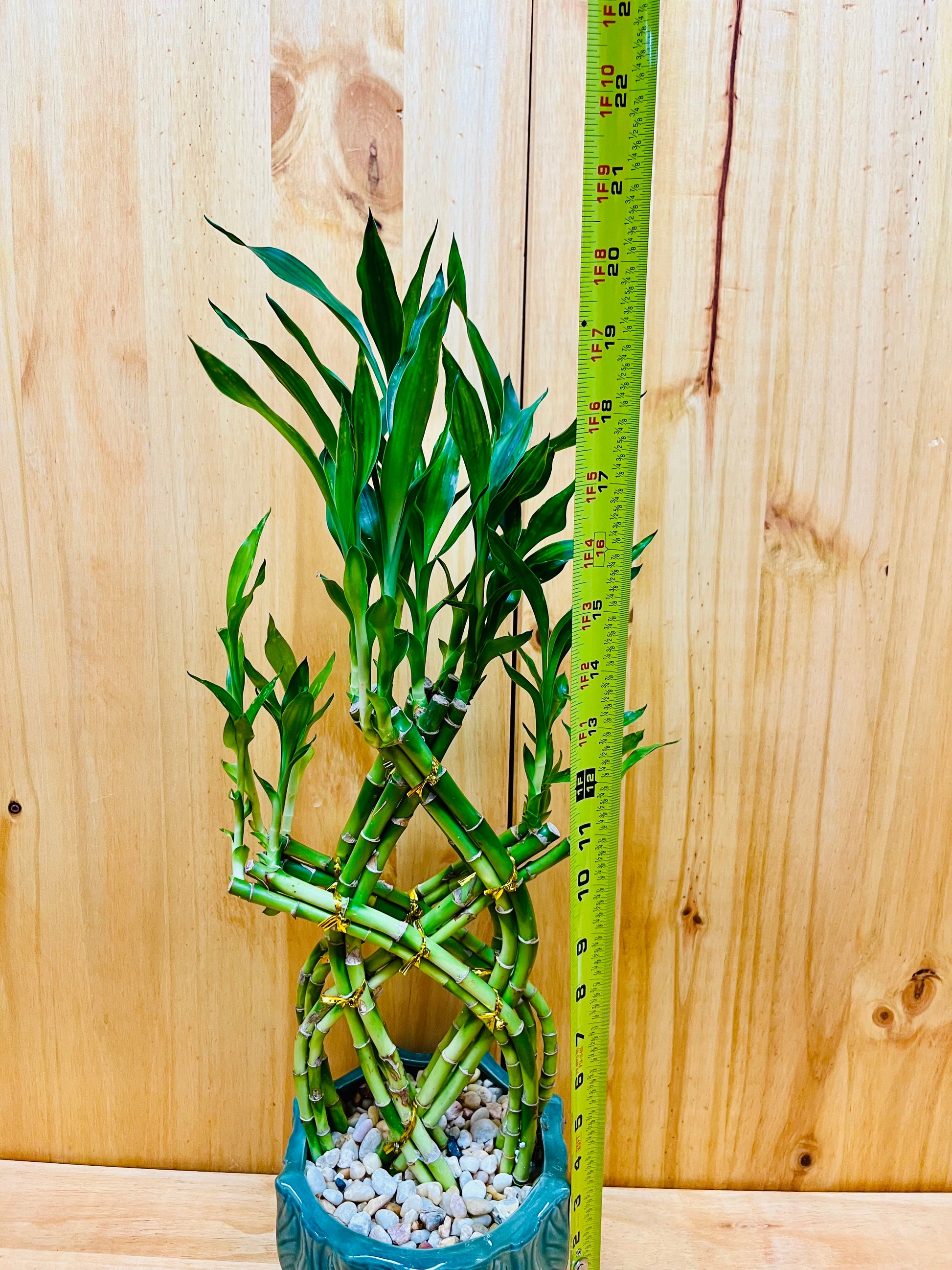 Live Braided Lucky Bamboo in Green Round Pot with River Pebbles