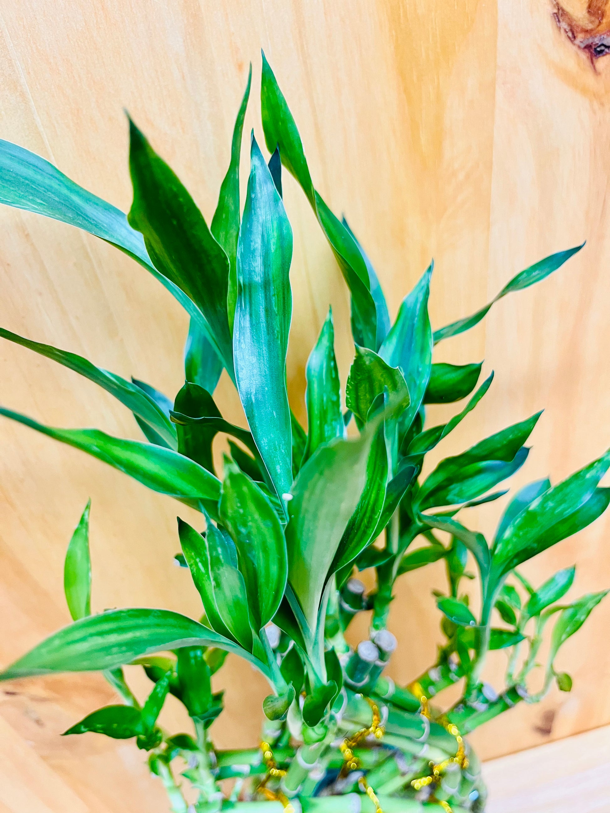Live Braided Lucky Bamboo