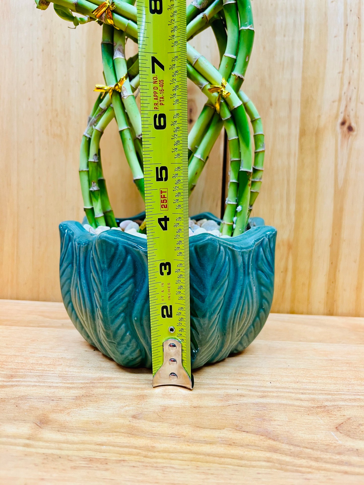Braided Live Lucky Bamboo Houseplants New York
