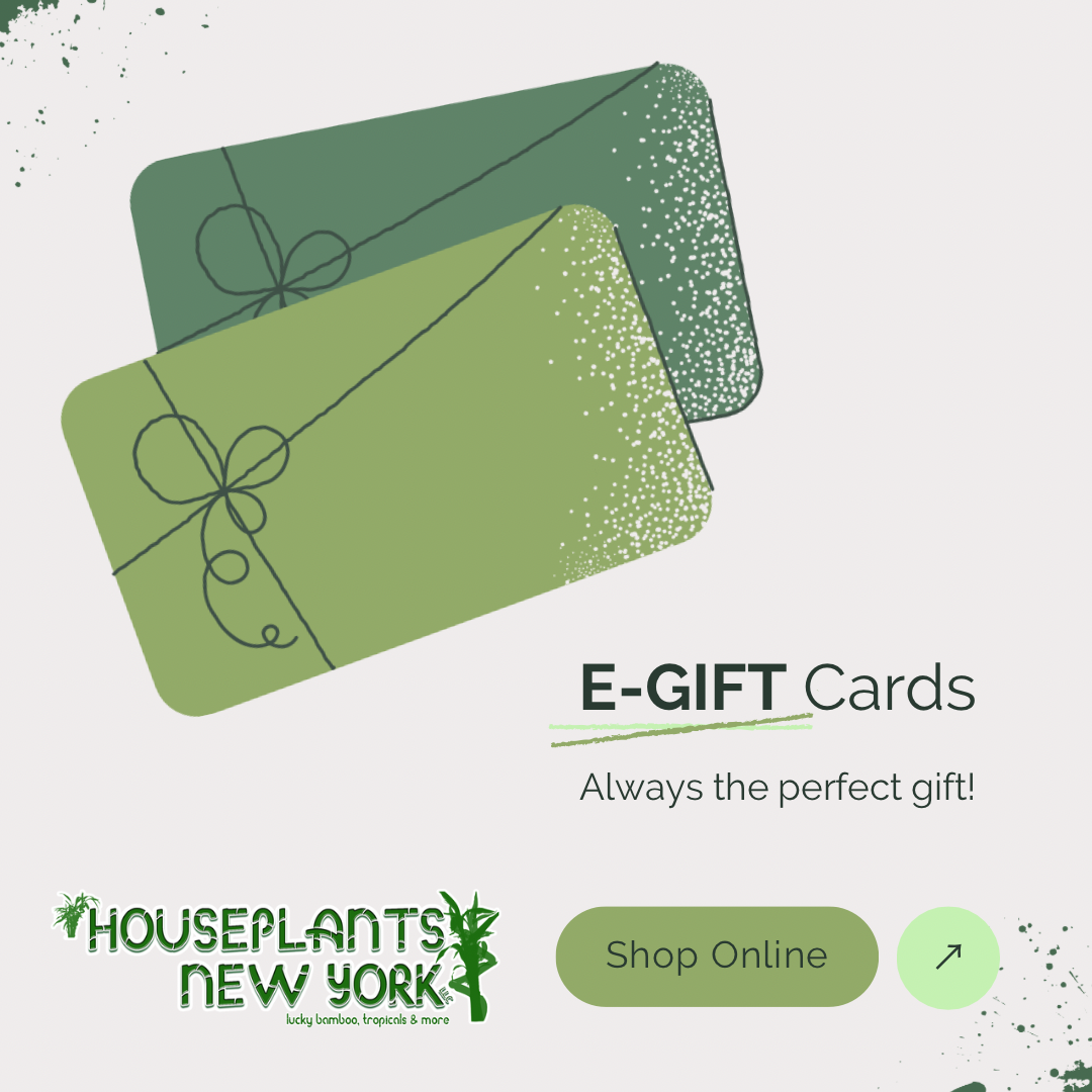 Gift Card Houseplants New York