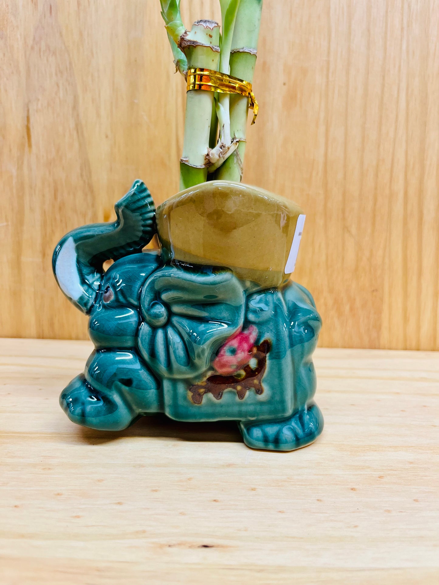 Lucky Bamboo in Ceramic Elephant Vase 3 Stem 6”6”8” Bamboo