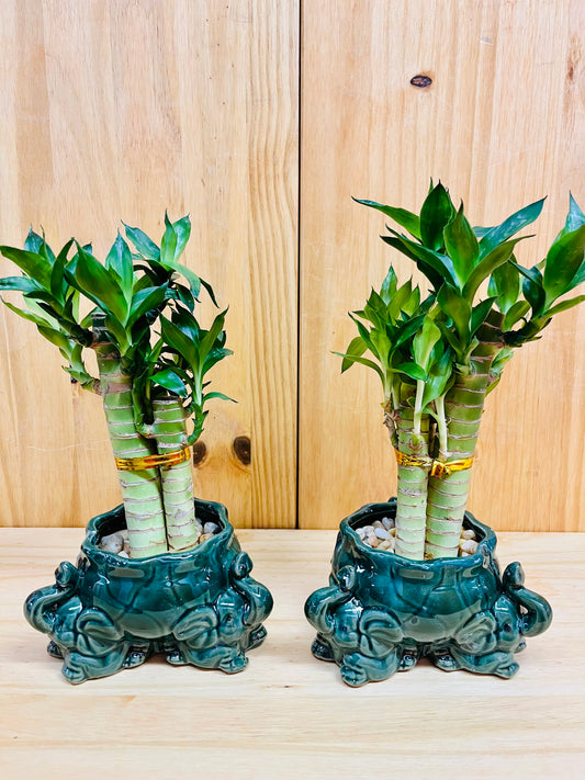 Lucky Lotus Bamboo in Ceramic Vase Elephant Design