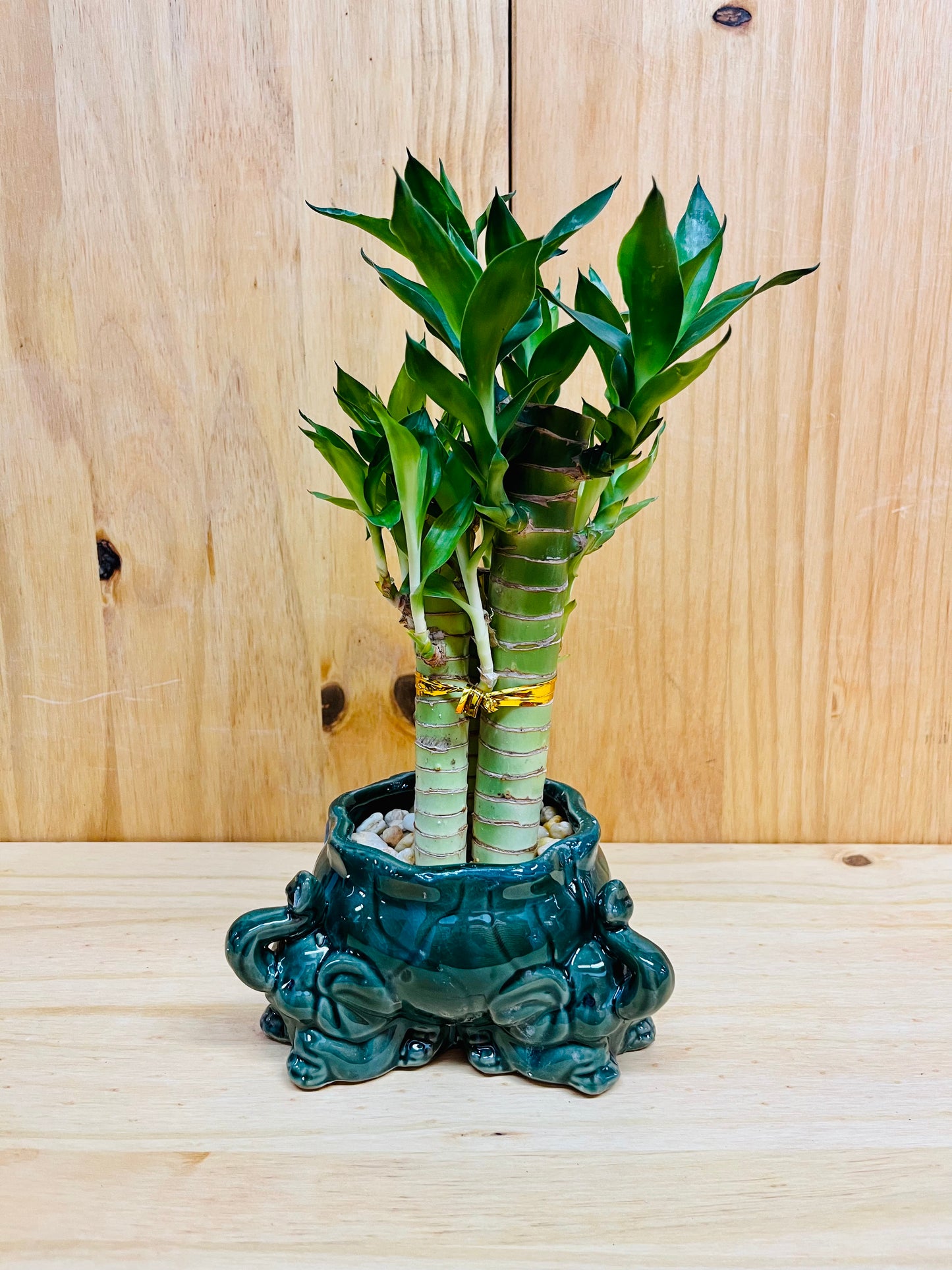 Lucky Lotus Bamboo en jarrón de cerámica con diseño de elefante