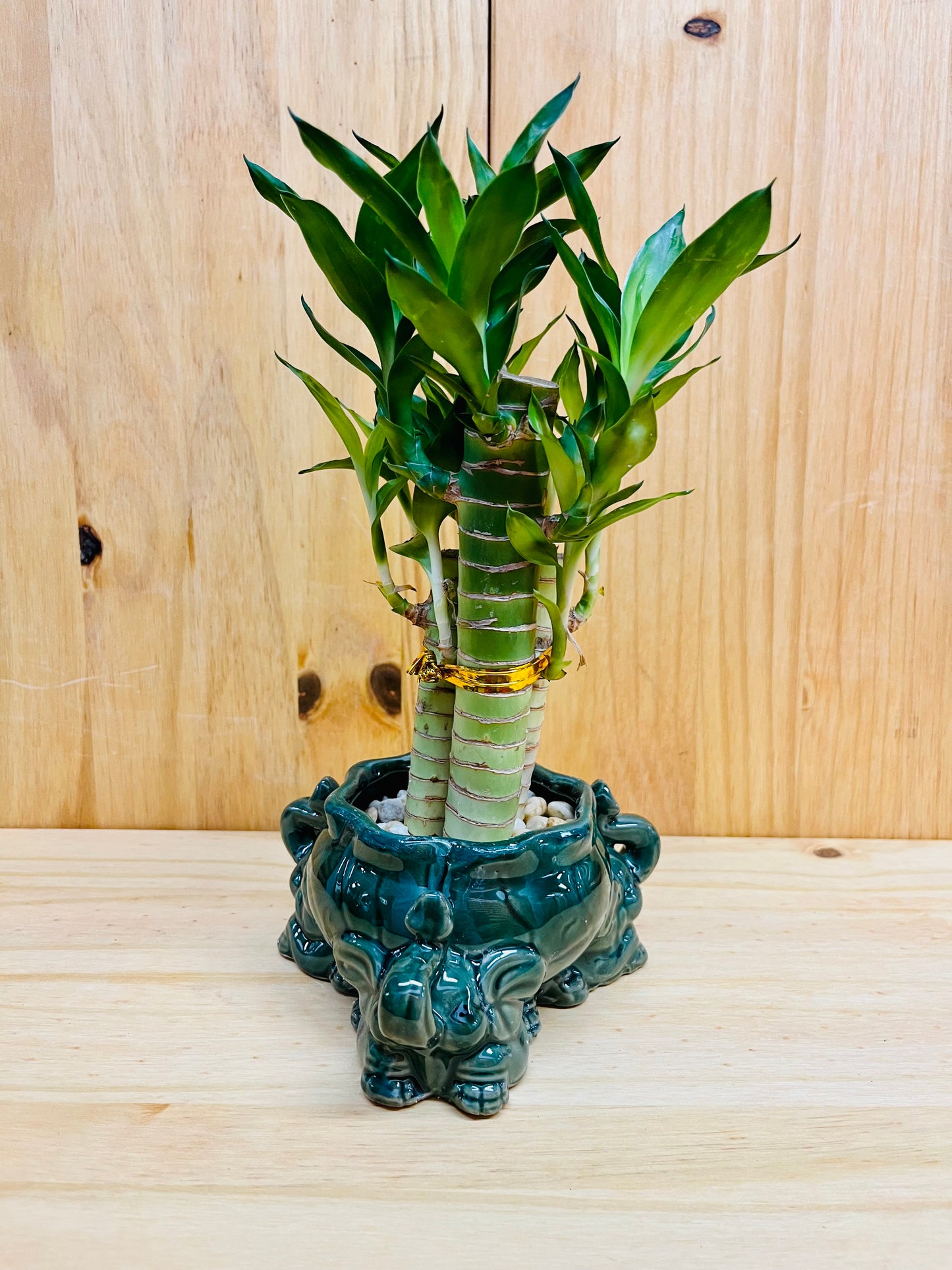 Lucky Lotus Bamboo en jarrón de cerámica con diseño de elefante