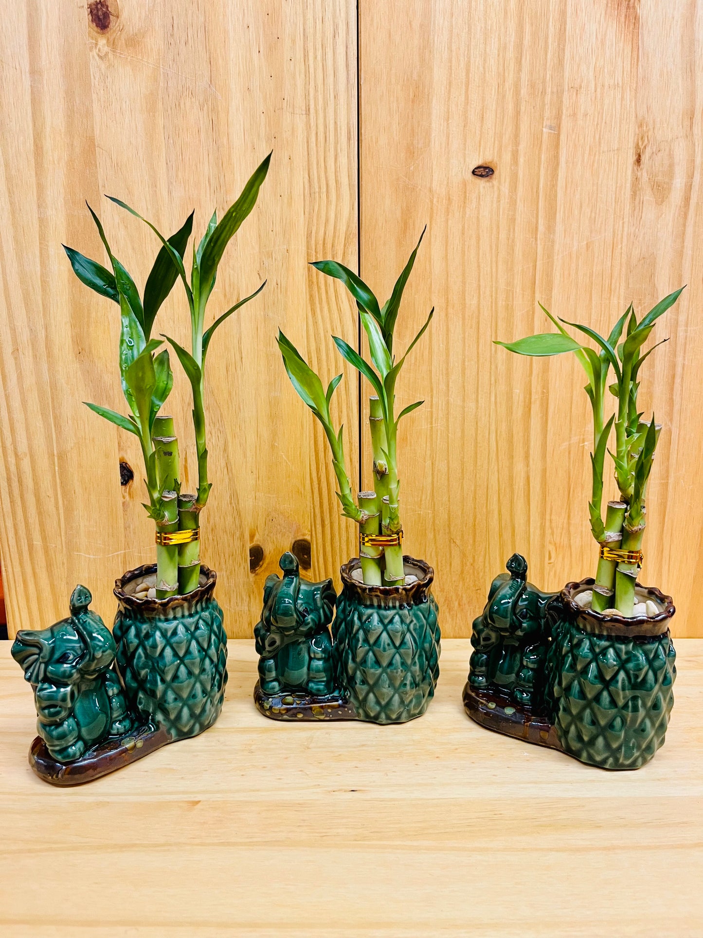 Lucky Bamboo en jarrón de cerámica con forma de elefante y piña, 3 tallos, 6”6”8” Bambú