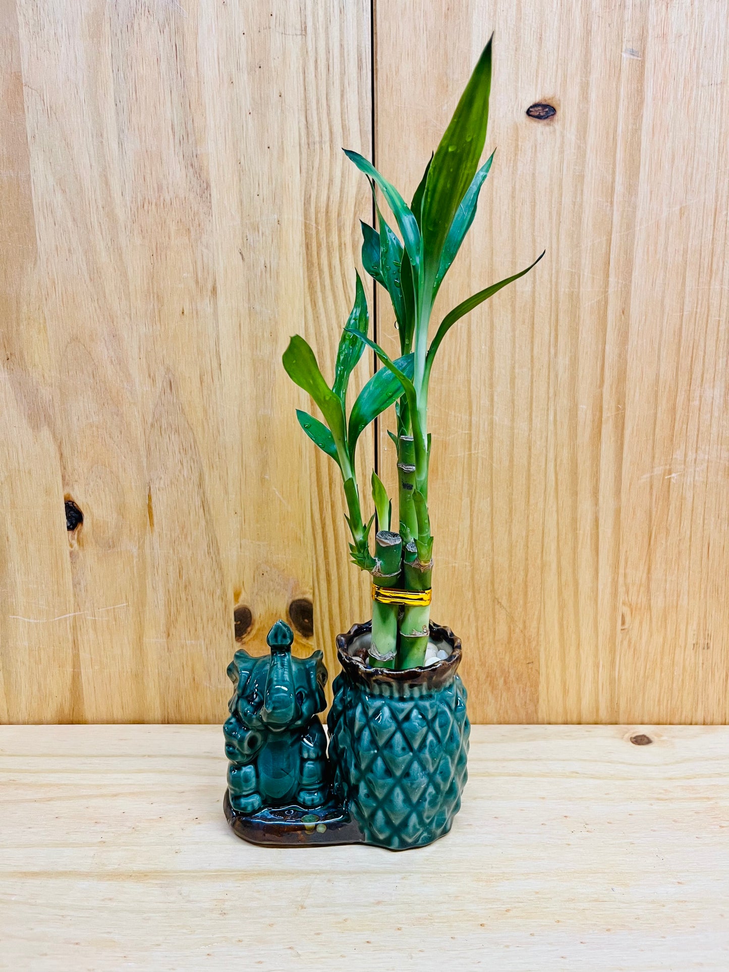 Lucky Bamboo en jarrón de cerámica con forma de elefante y piña, 3 tallos, 6”6”8” Bambú