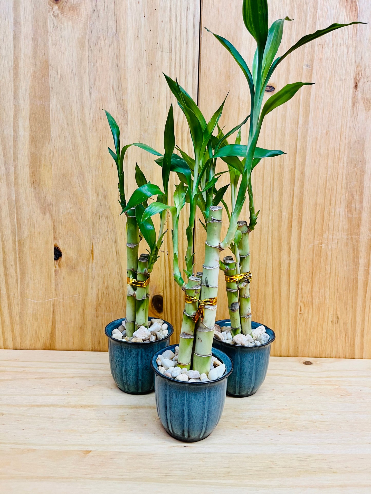 Lucky Bamboo 6”6”8” en jarrón de cerámica premium