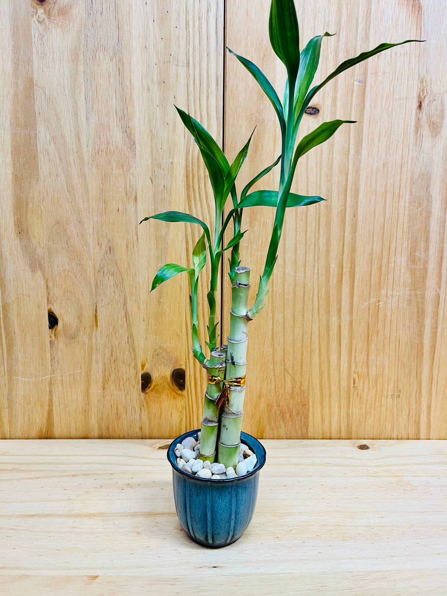 Lucky Bamboo 6”6”8” en jarrón de cerámica premium