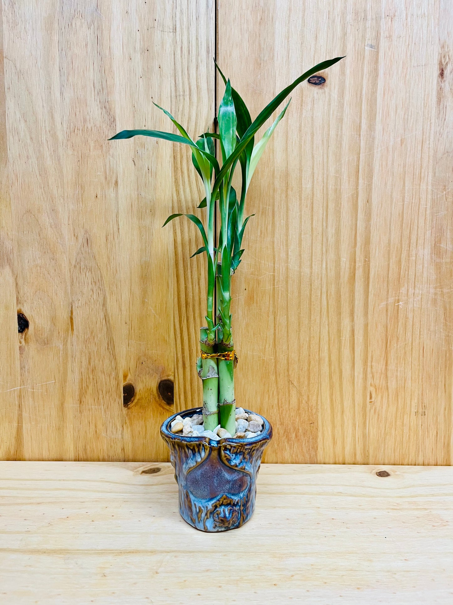 Lucky Bamboo 6”6”8” en jarrón de cerámica premium