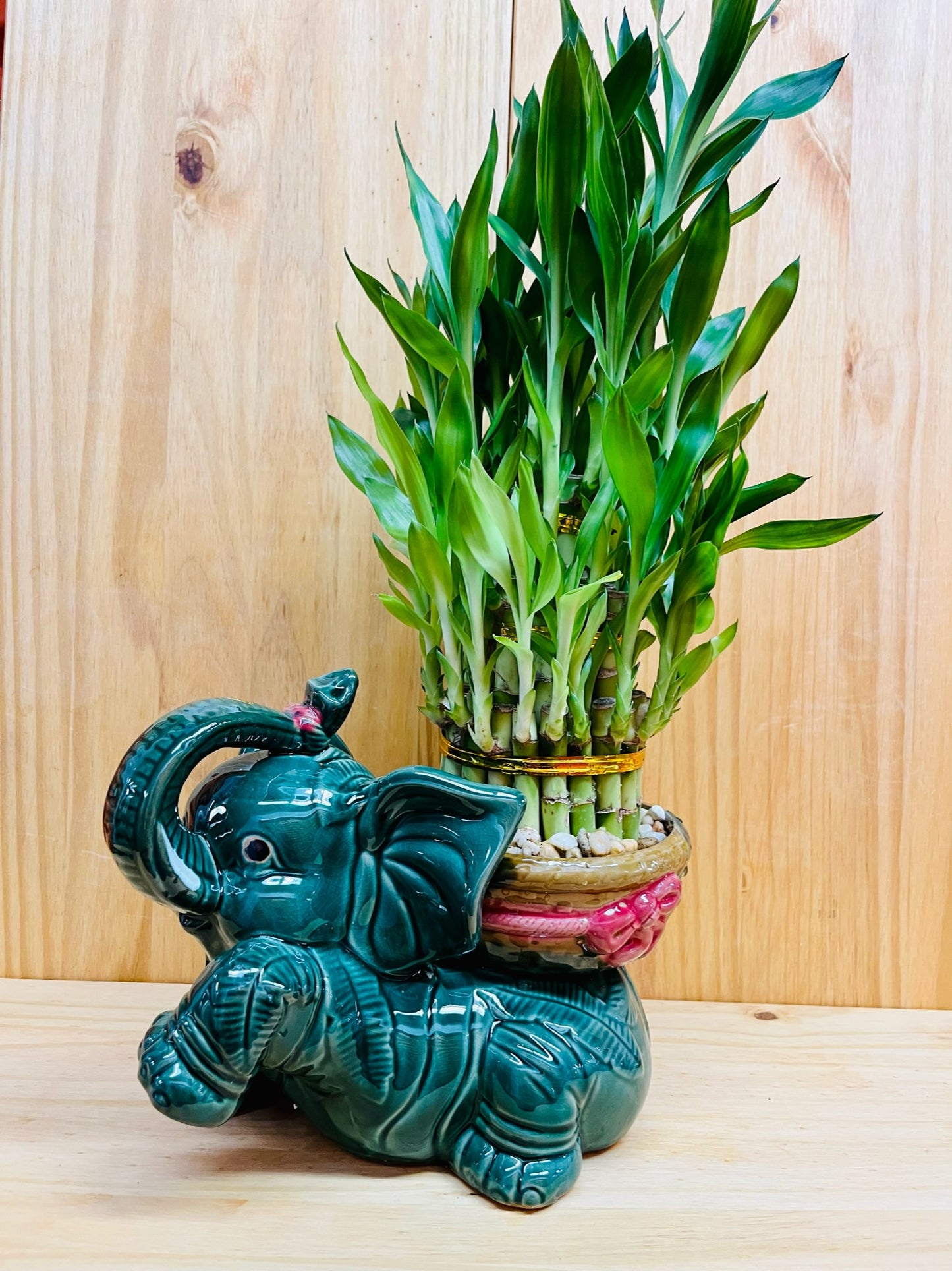 Giant Lucky Bamboo Elephant Pot
