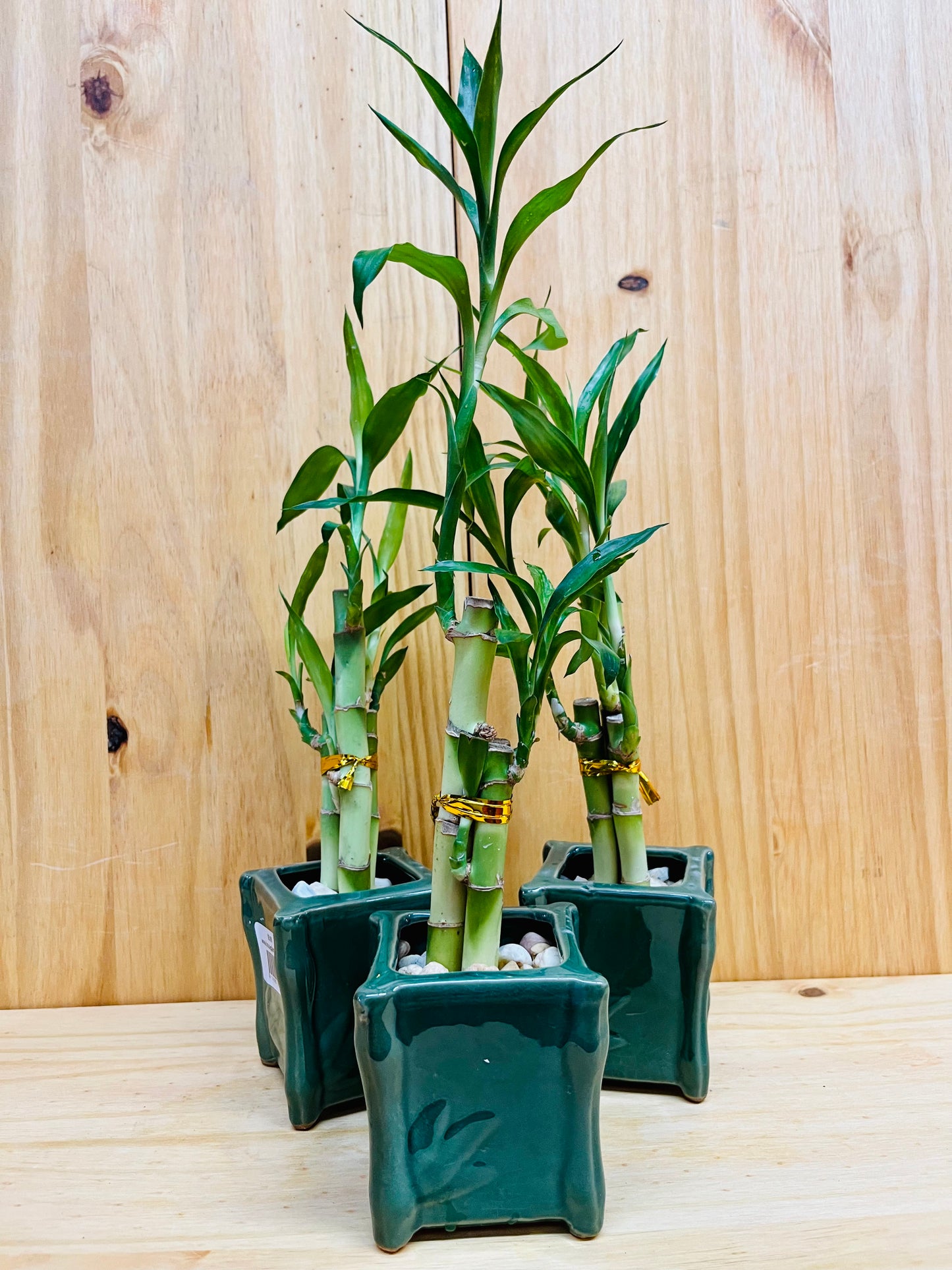 Lucky Bamboo 6”6”8” en jarrón de cerámica premium