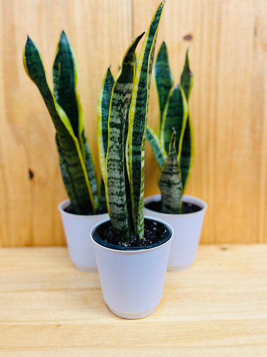 Snake Plant 4” includes White Cover Pot
