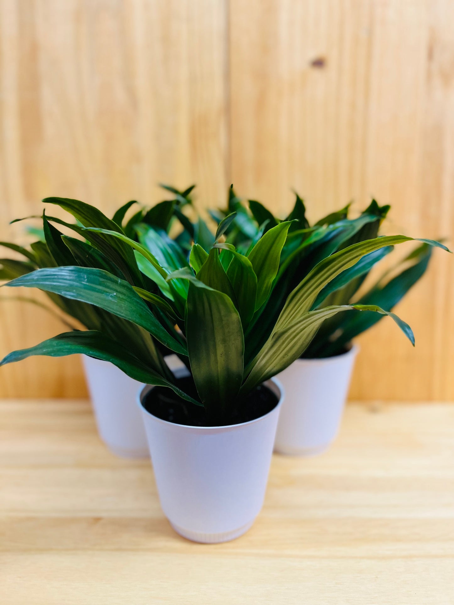 Janet Craig 4" includes White Cover Pot