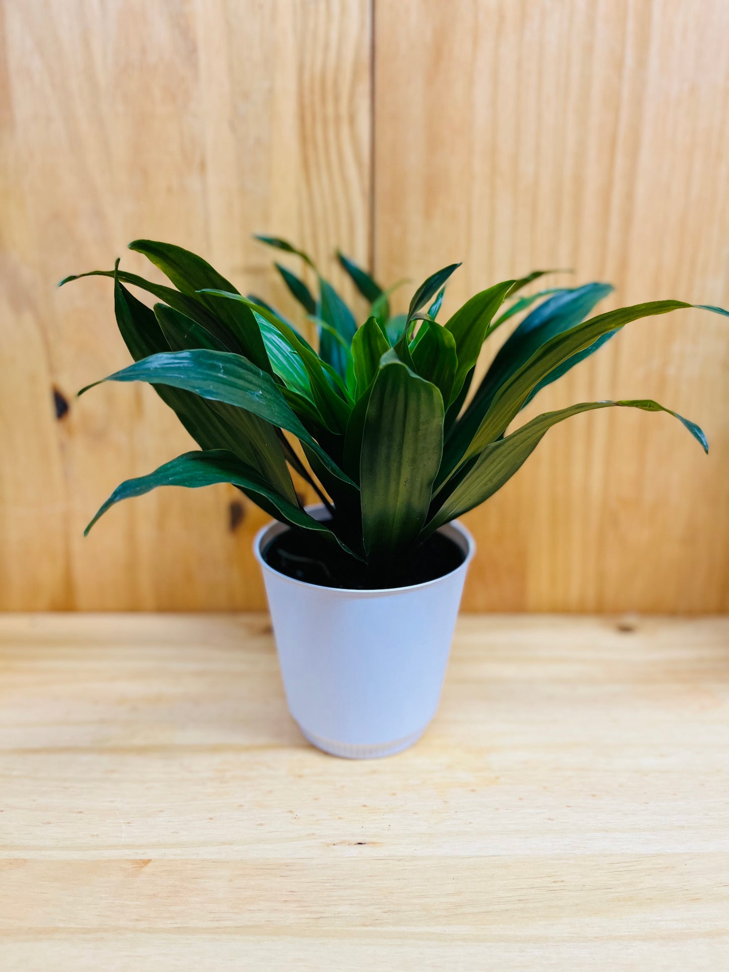 Janet Craig 4" includes White Cover Pot