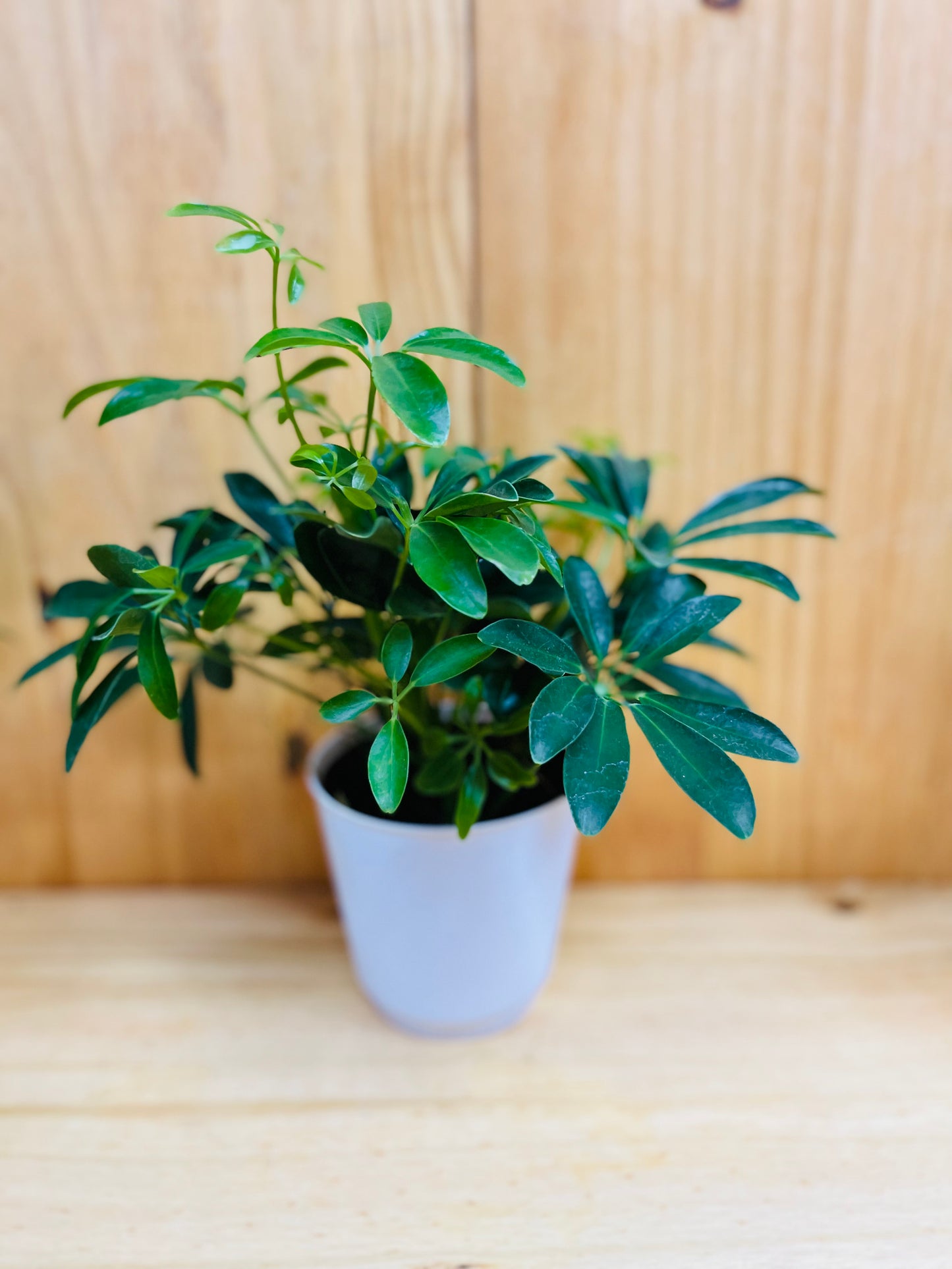 Dwarf Umbrella Tree 4” includes White Cover Pot