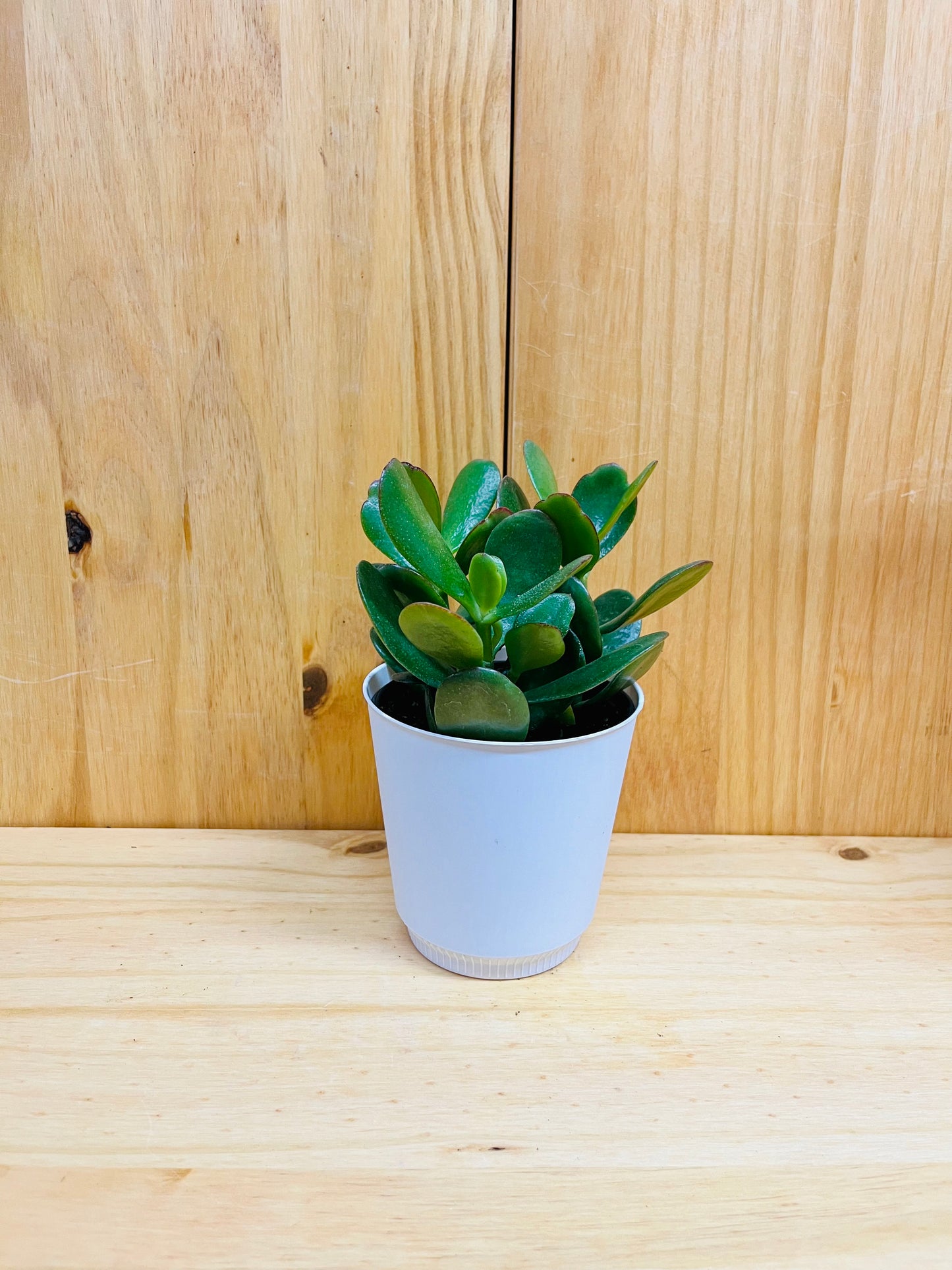 Jade Plant 4" includes White Cover Pot