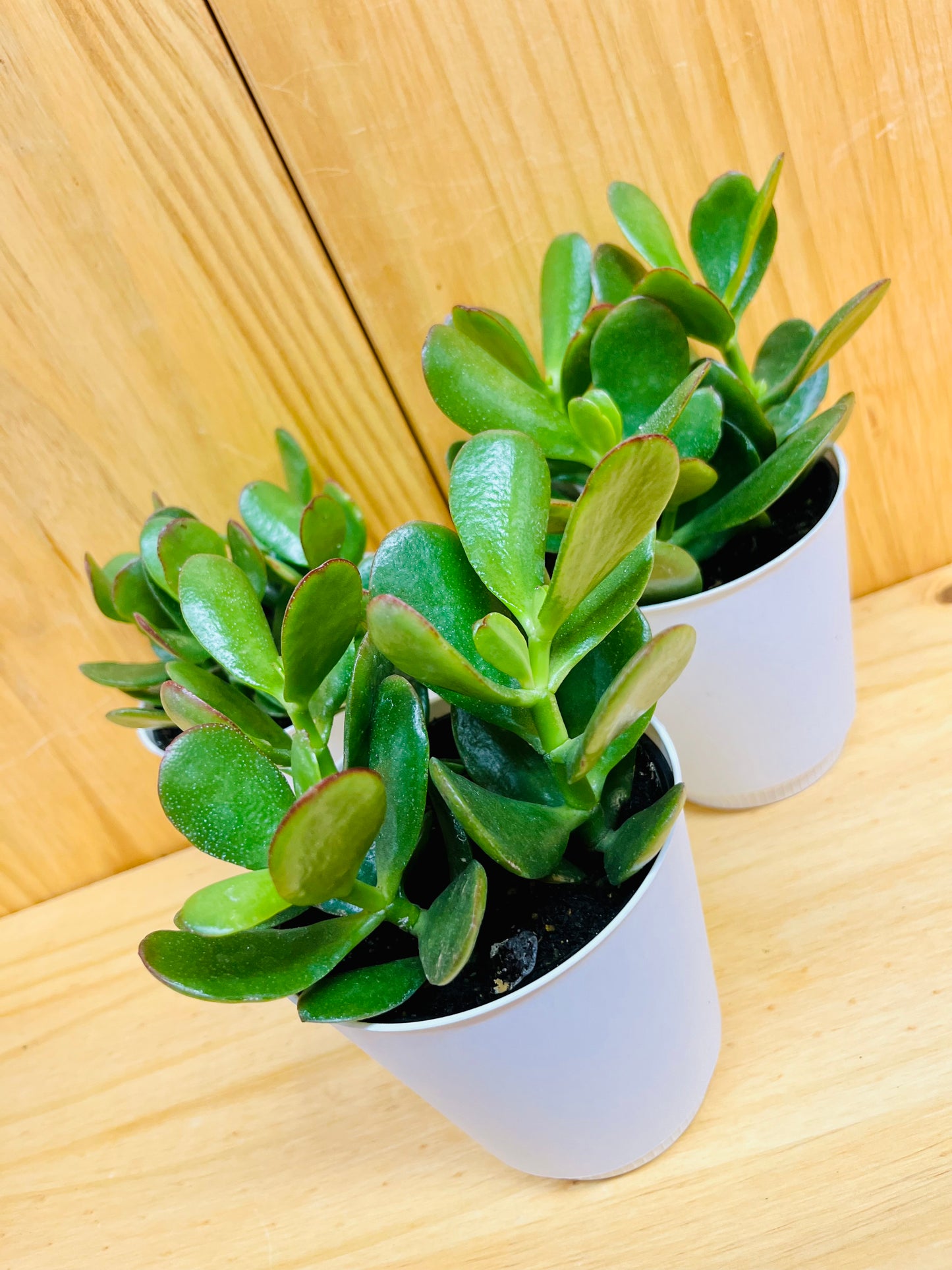 Jade Plant 4" includes White Cover Pot