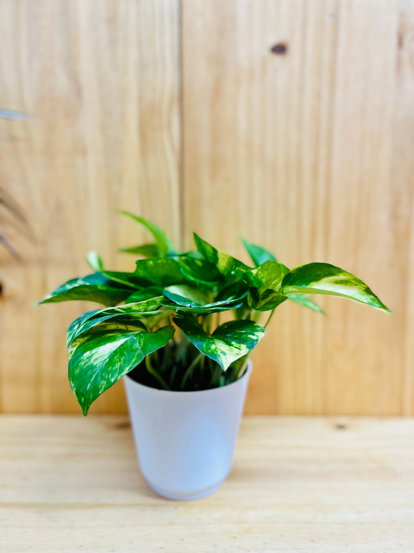 Golden Pothos 4” incluye maceta con cubierta blanca