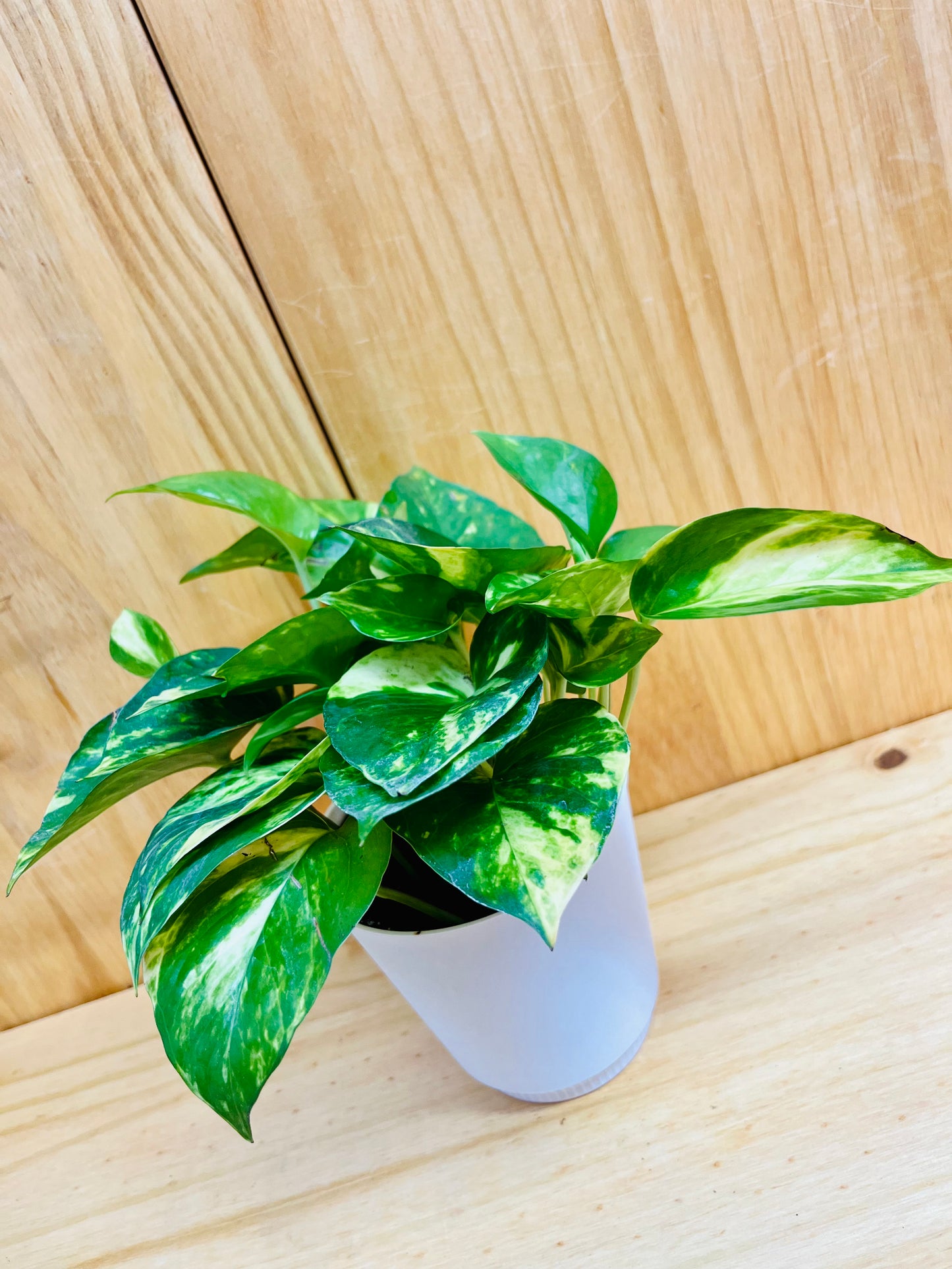 Golden Pothos 4” incluye maceta con cubierta blanca