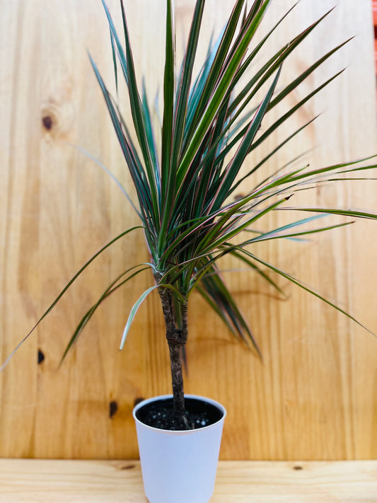 Bicolor Dracaena 4" incluye Maceta con Tapa Blanca