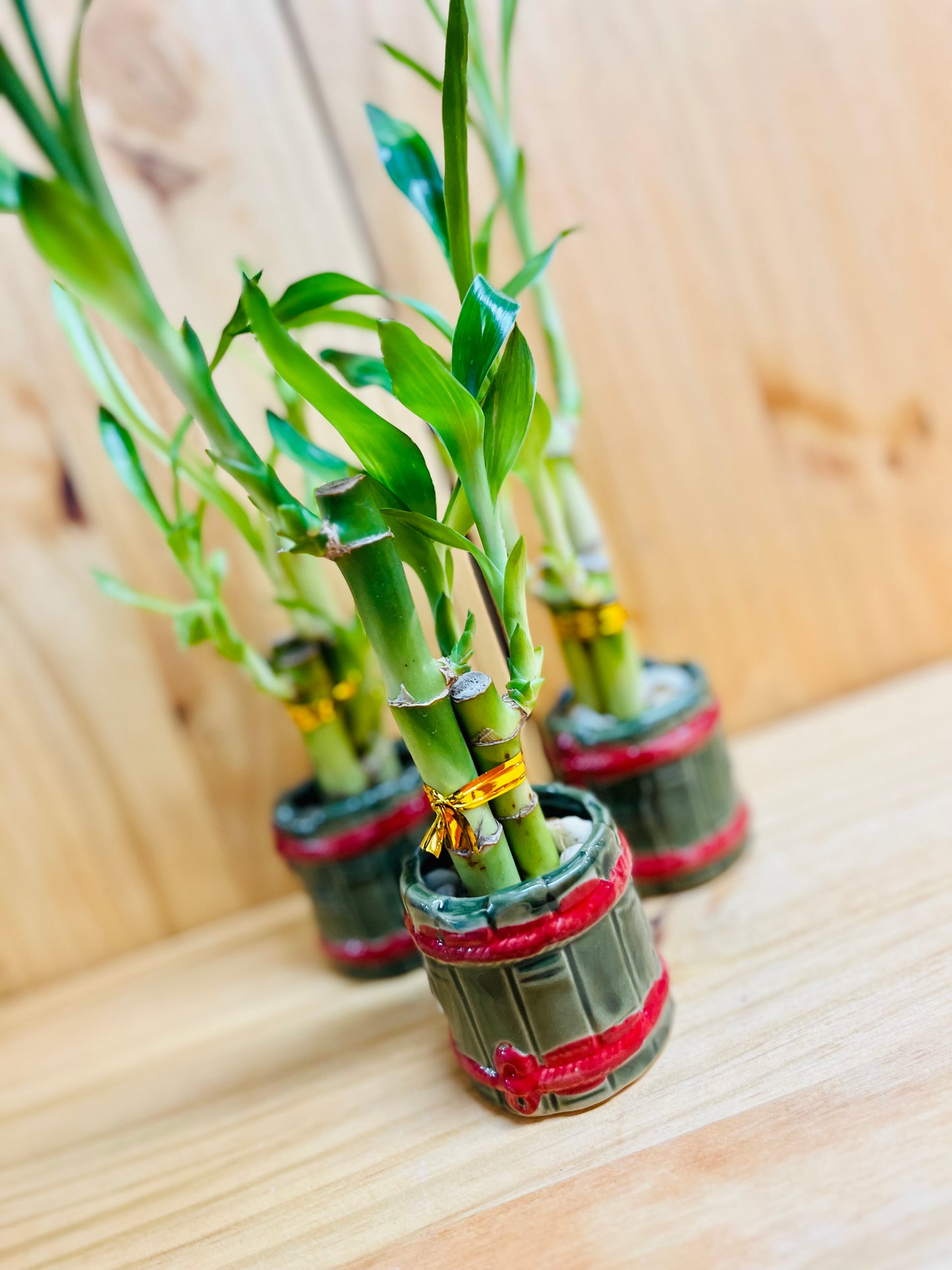 Lucky Bamboo 4”4”6” en jarrón de cerámica