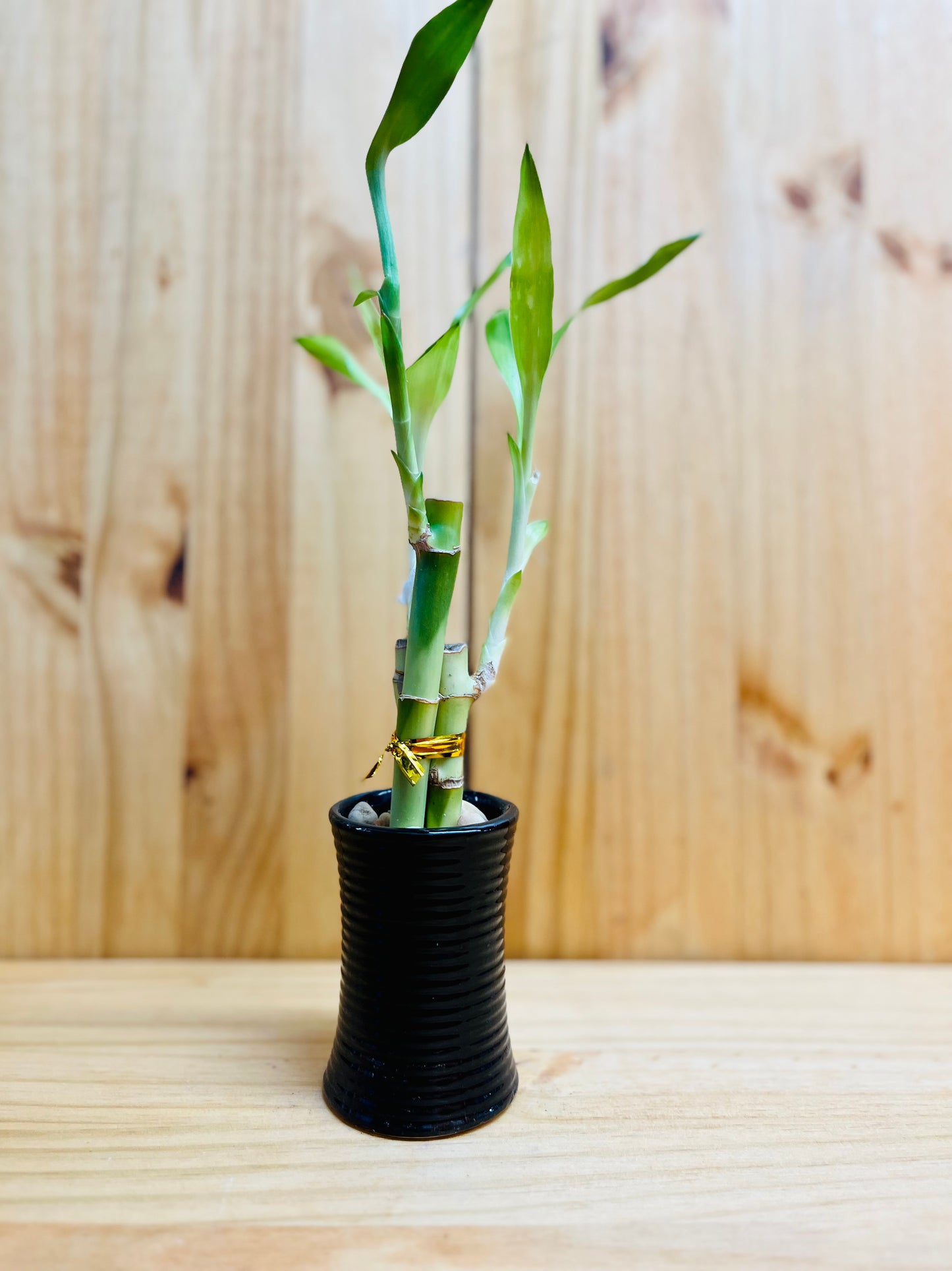 Lucky Bamboo 6”6”8” en jarrón de cerámica premium