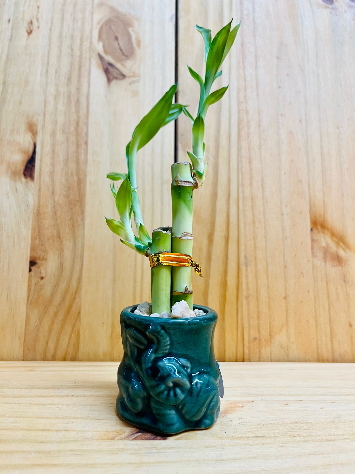 Lucky Bamboo 4”4”6” en jarrón de cerámica