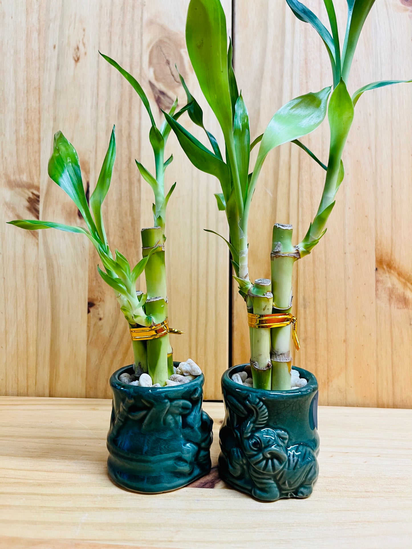 Lucky Bamboo 4”4”6” en jarrón de cerámica