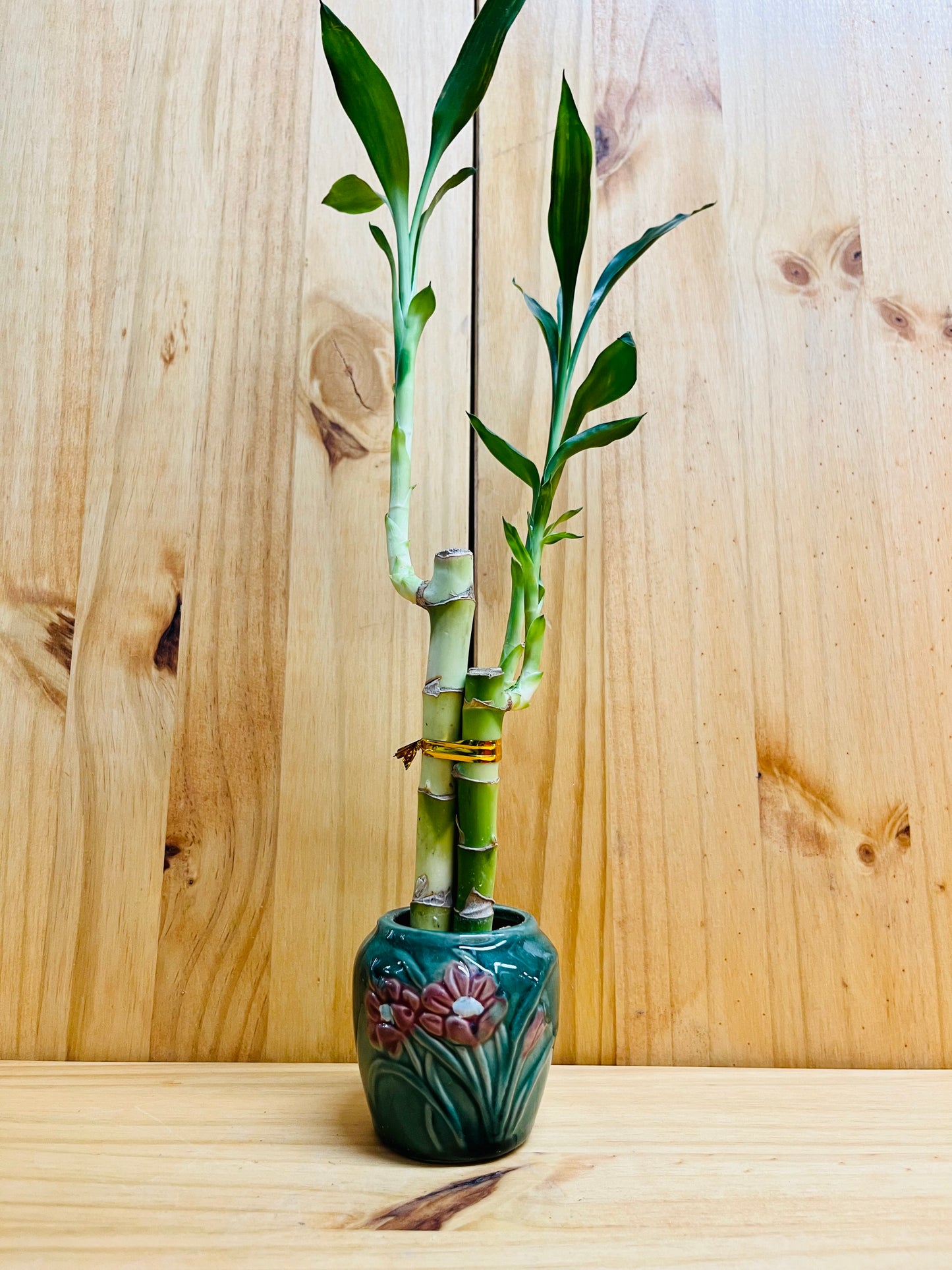 Lucky Bamboo 4”4”6” en jarrón de cerámica