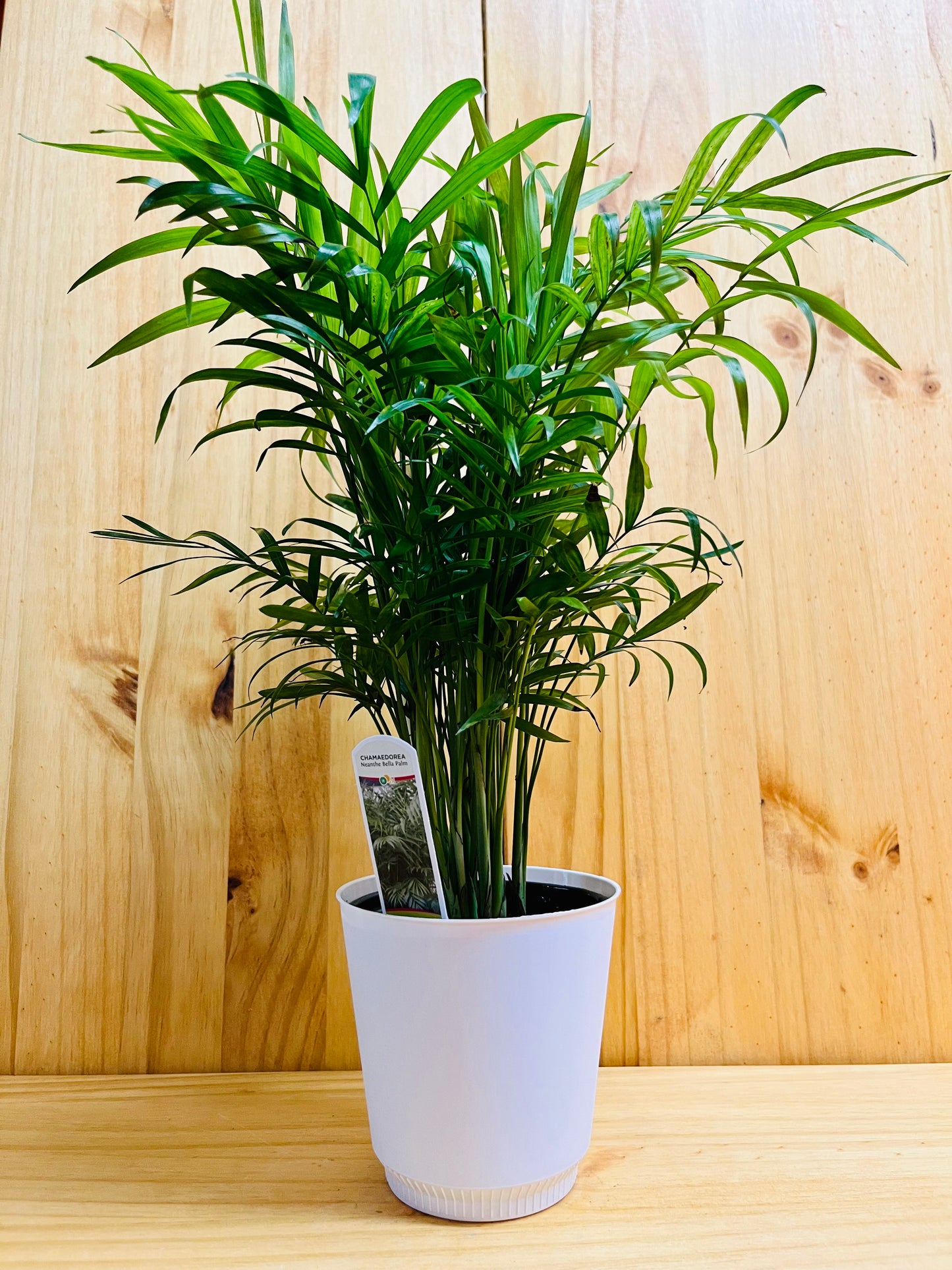 Palm Neanthe Bella 4" includes White Cover Pot