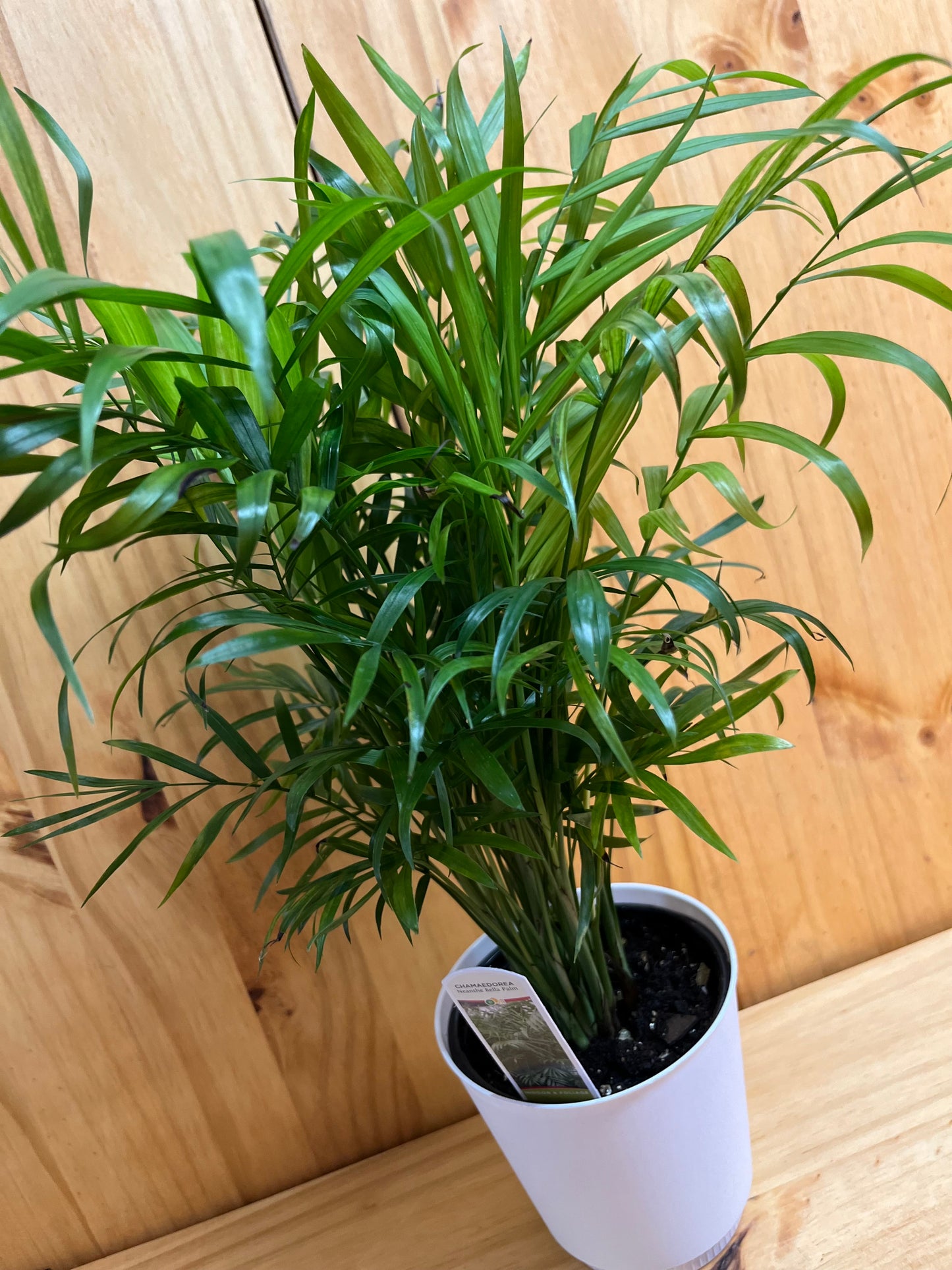 Palm Neanthe Bella 4" includes White Cover Pot