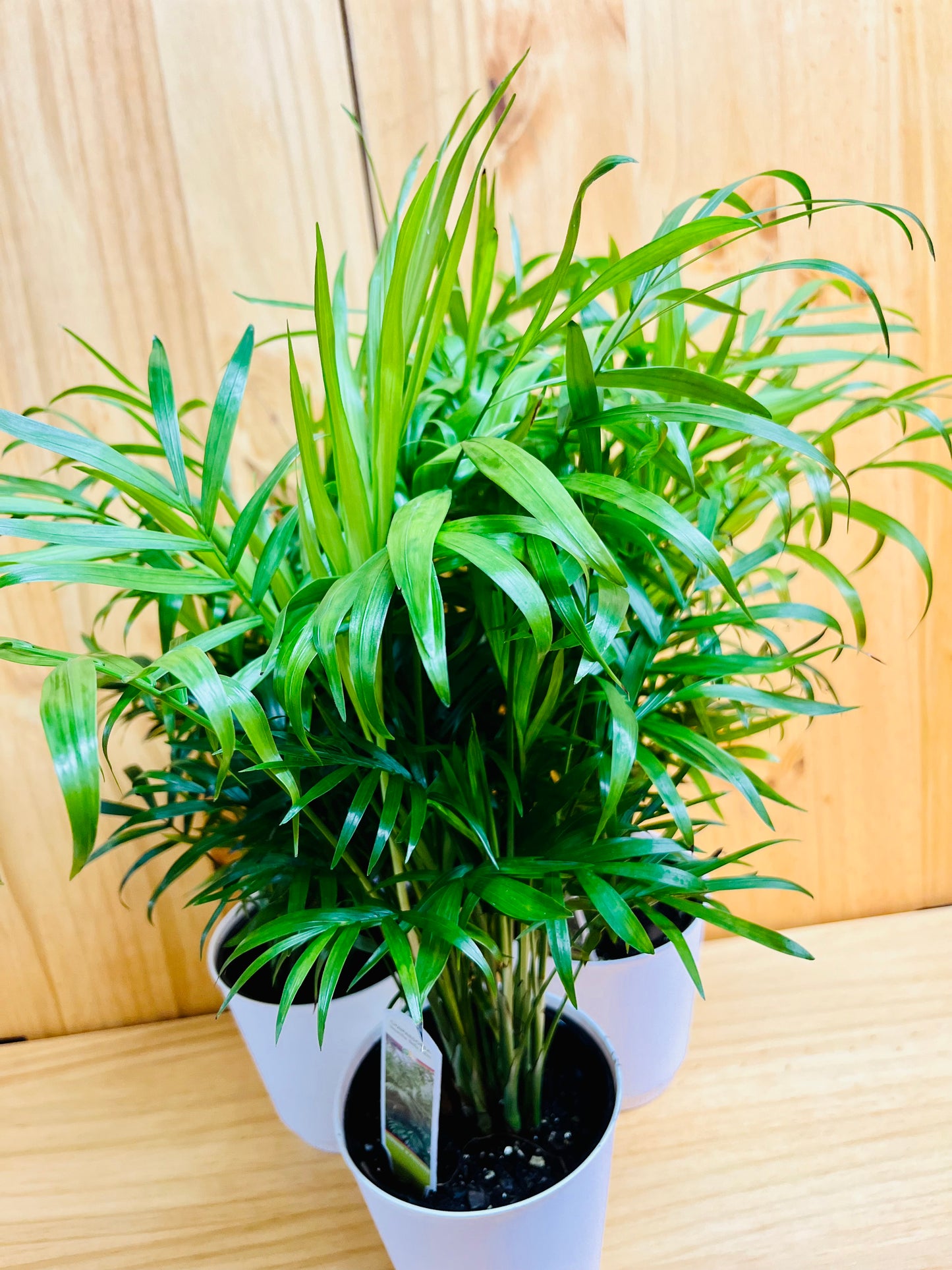 Palm Neanthe Bella 4" includes White Cover Pot