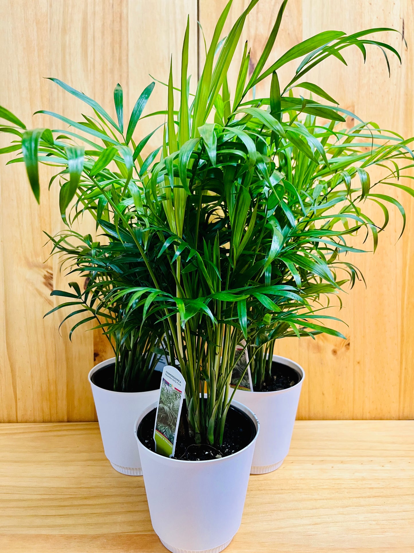 Palm Neanthe Bella 4" includes White Cover Pot