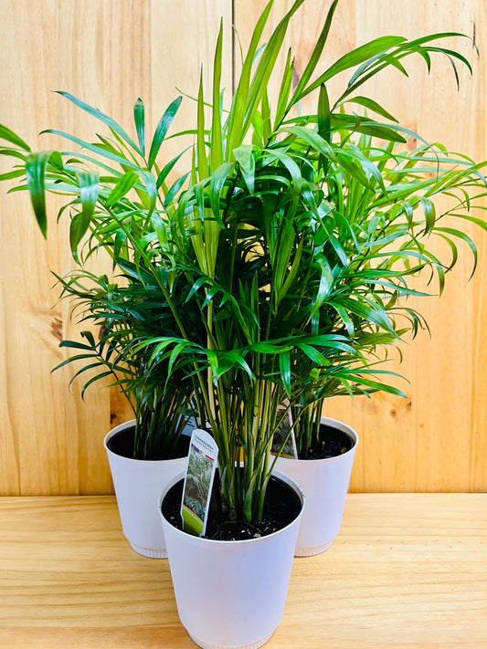 Palm Neanthe Bella 4" includes White Cover Pot