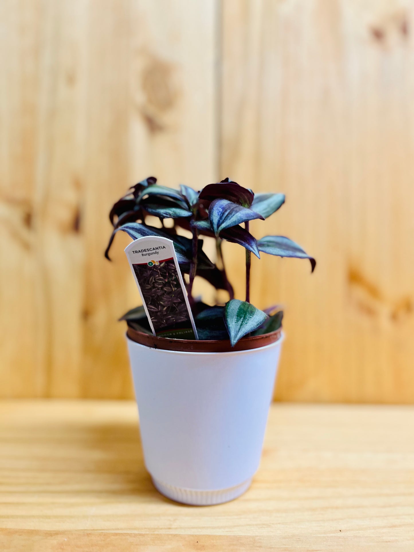 Wandering Jew Plant 4" includes White Cover Pot