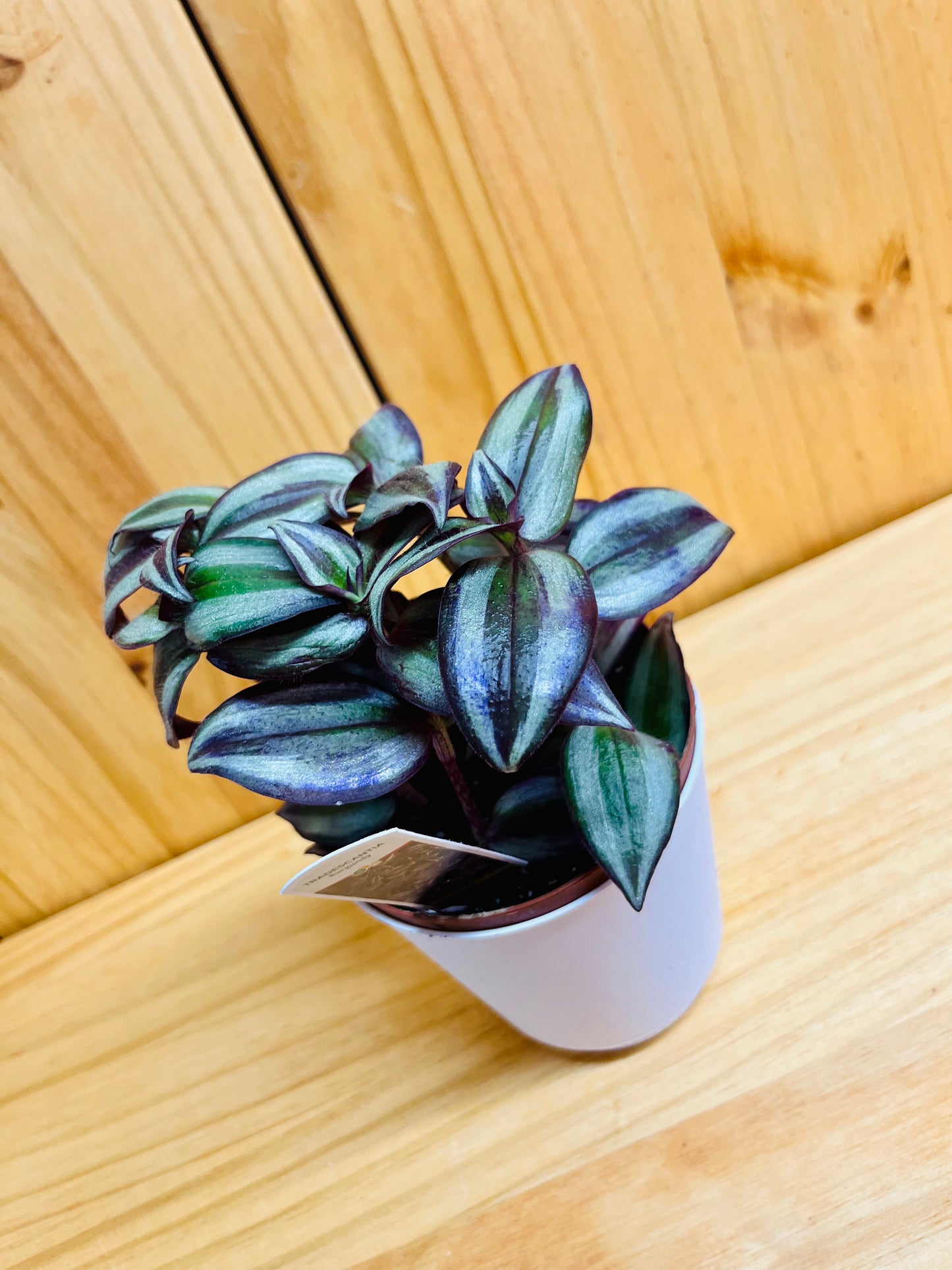 Wandering Jew Plant 4" includes White Cover Pot