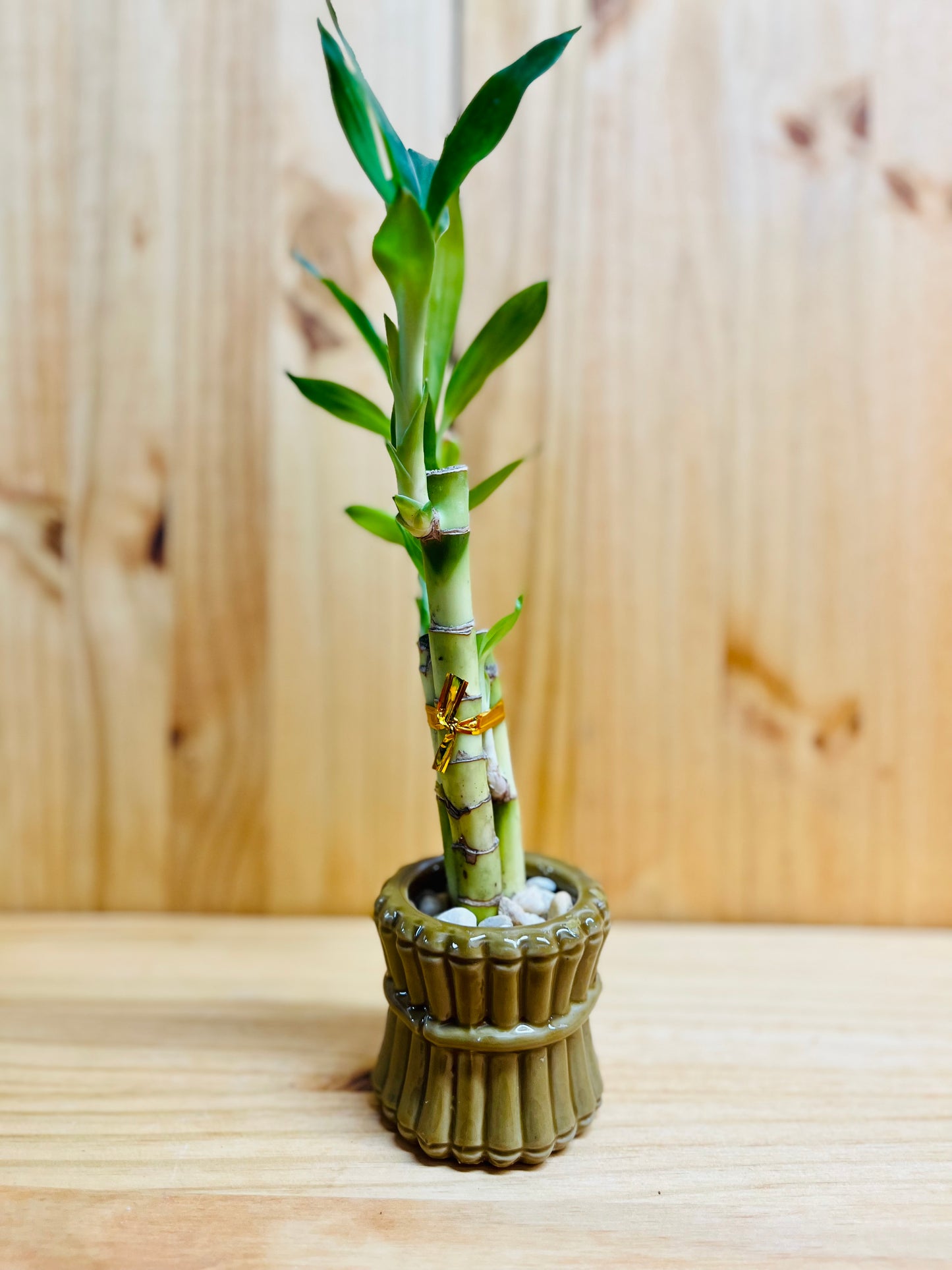 Lucky Bamboo 6”6”8” en jarrón de cerámica premium