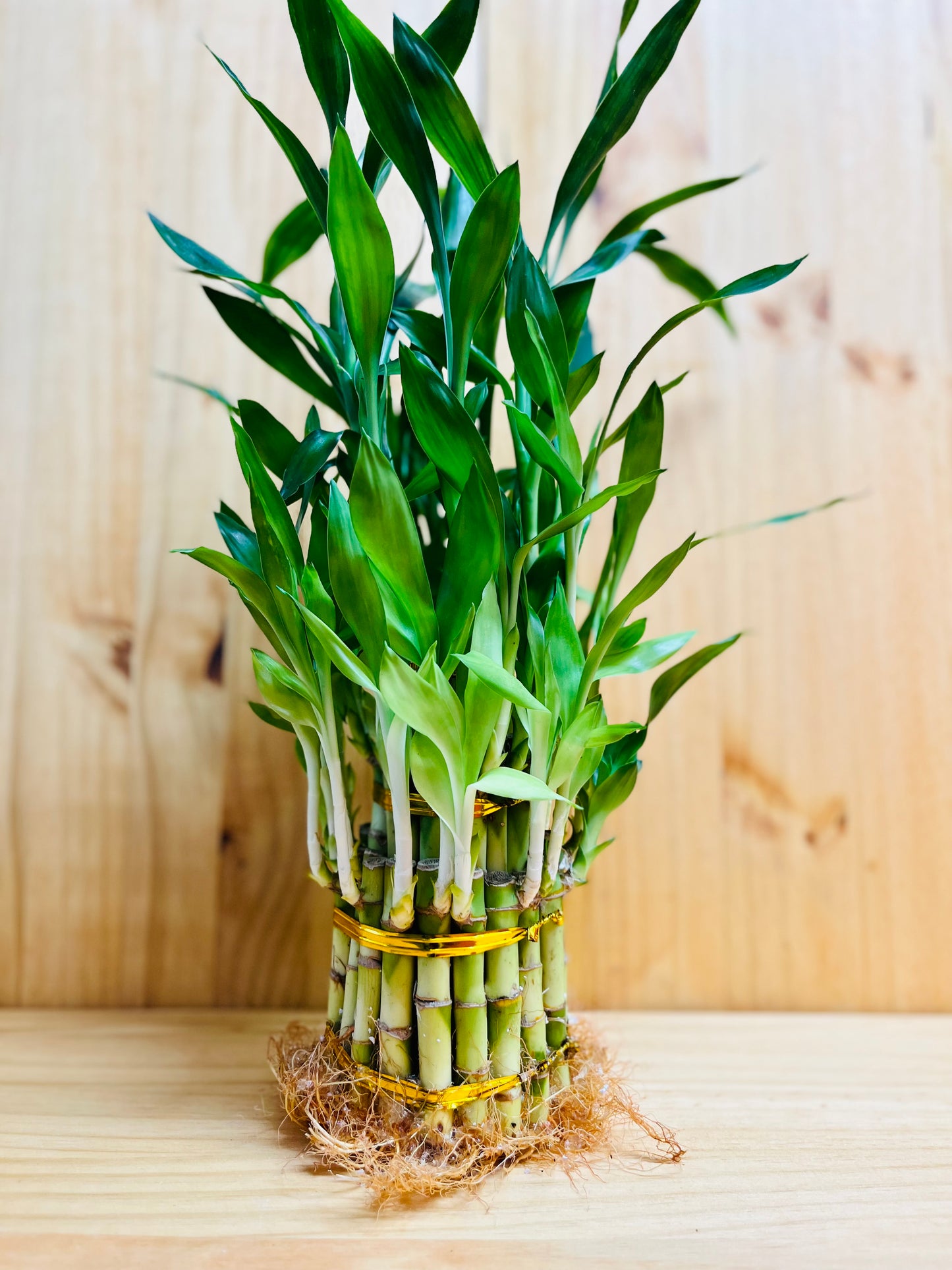 Lucky Bamboo Tower 3 Tier Arrangement