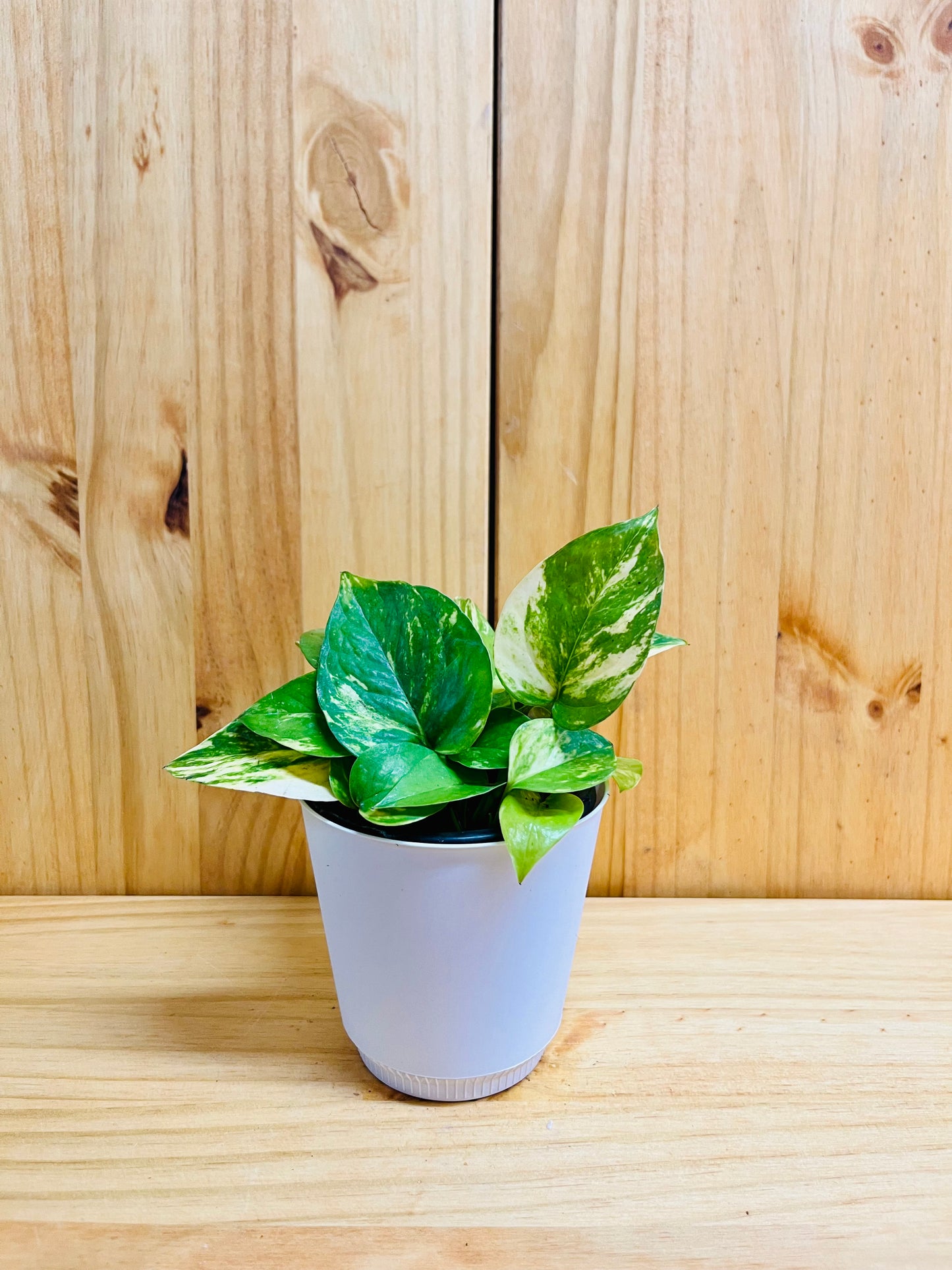 Golden Pothos 4” incluye maceta con cubierta blanca