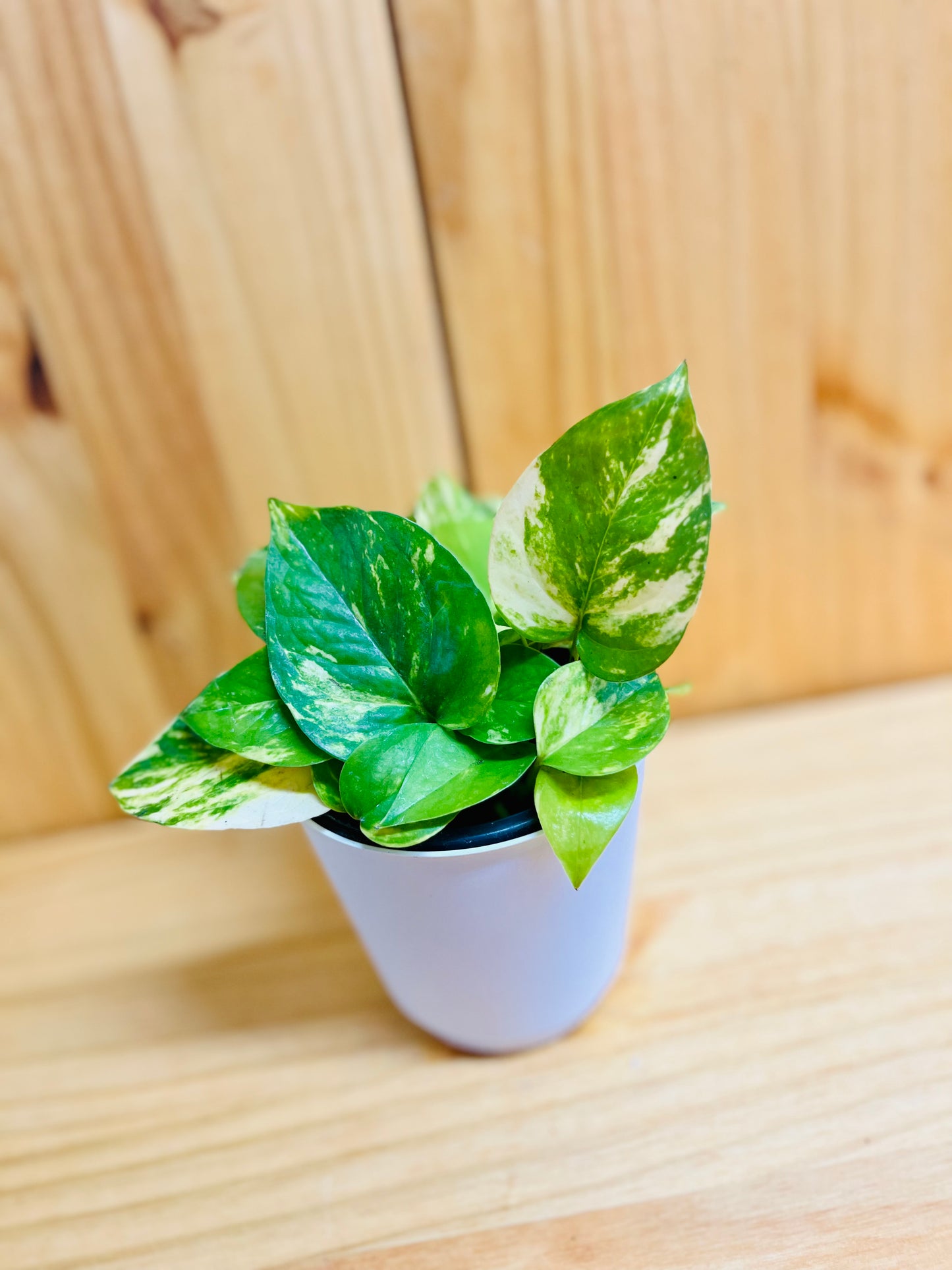 Golden Pothos 4” incluye maceta con cubierta blanca