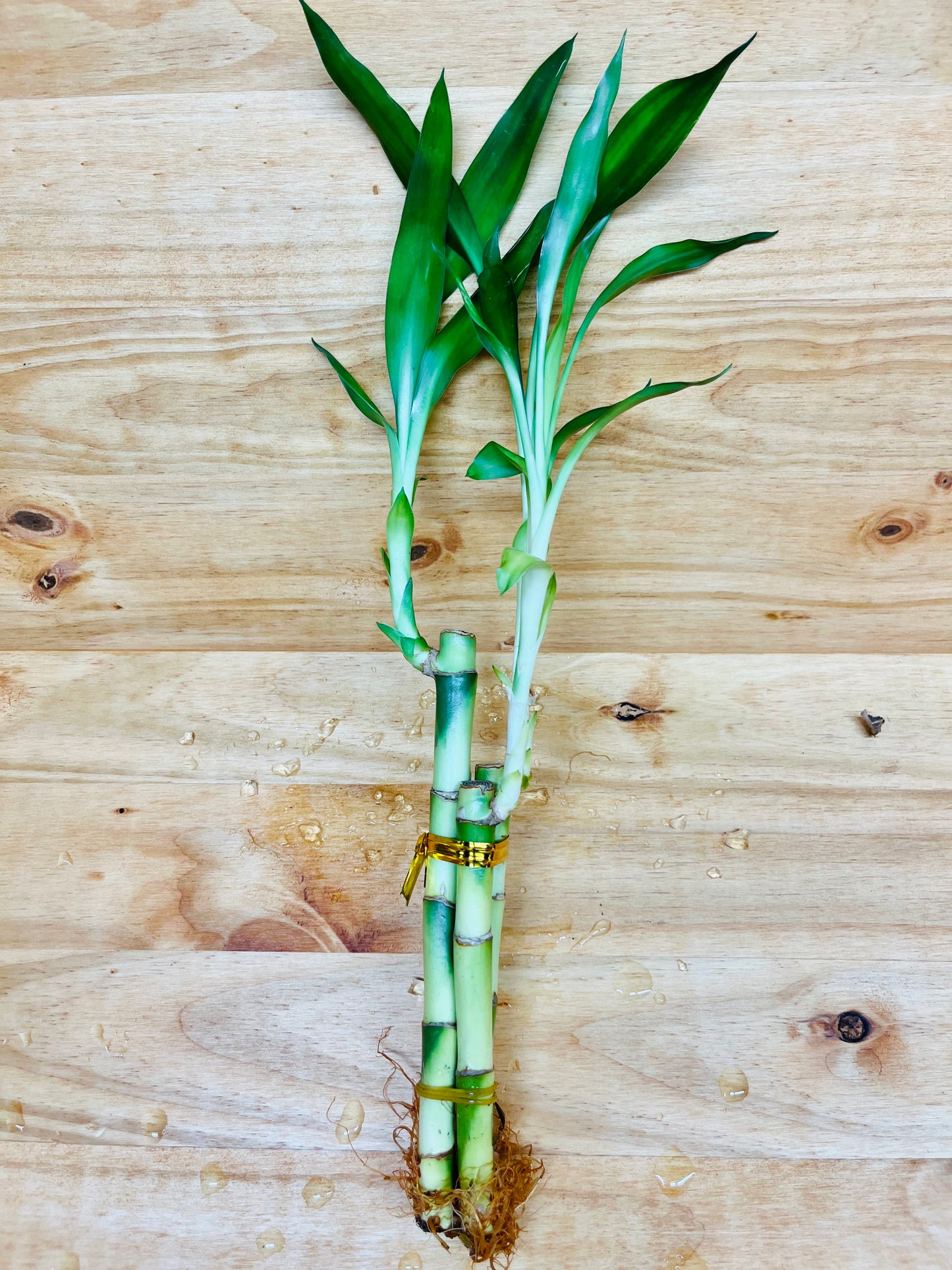 Lucky Bamboo Arrangements 3 Stem 6”6”8”