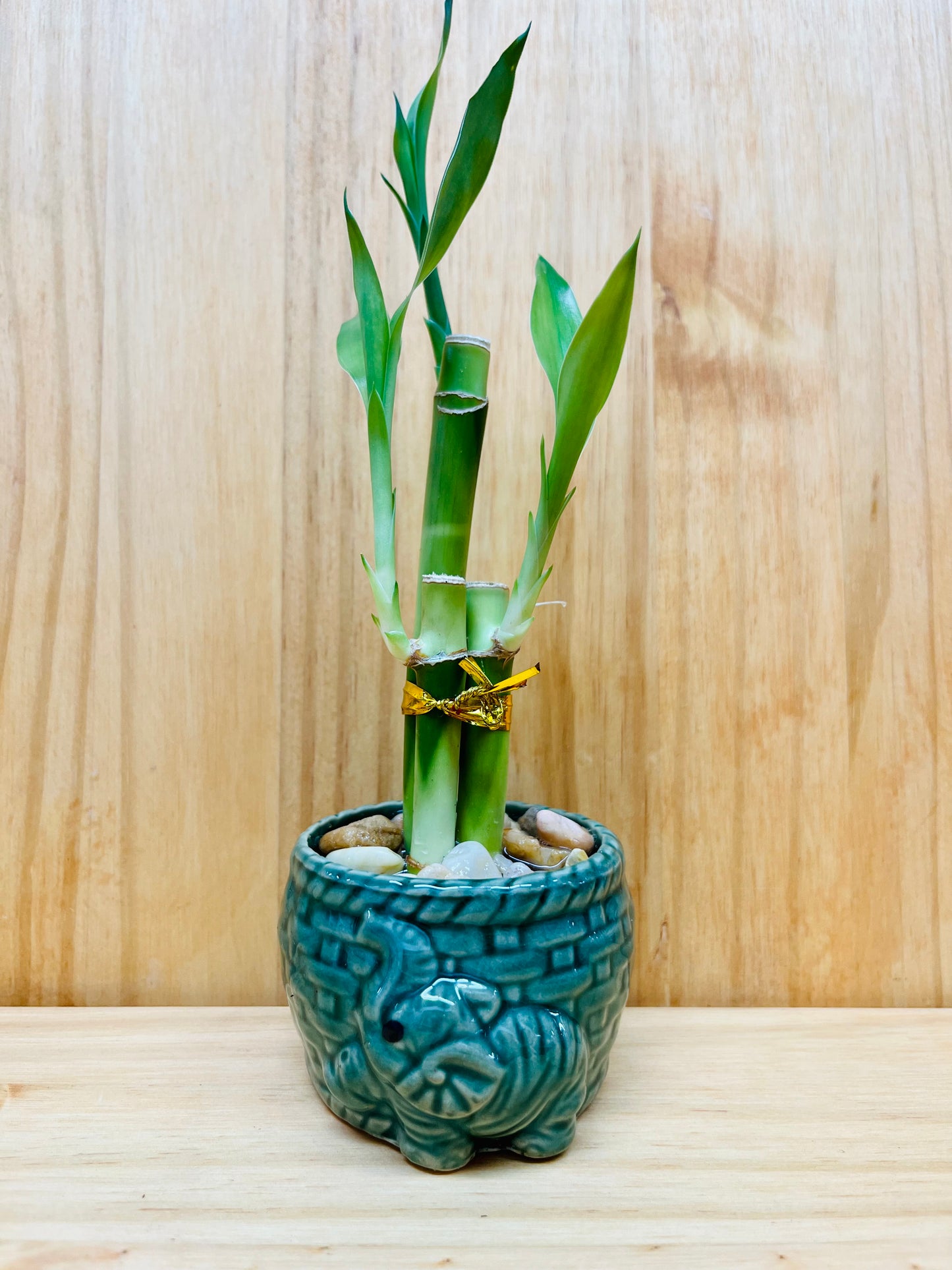 Lucky Bamboo 4”4”6” en jarrón de cerámica