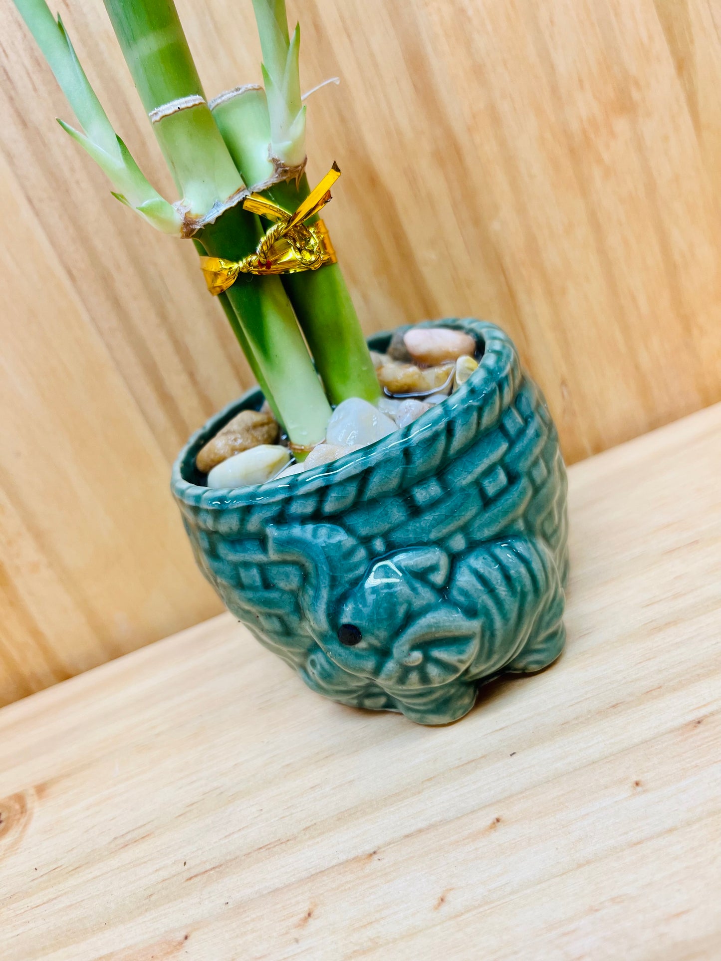 Lucky Bamboo 4”4”6” en jarrón de cerámica